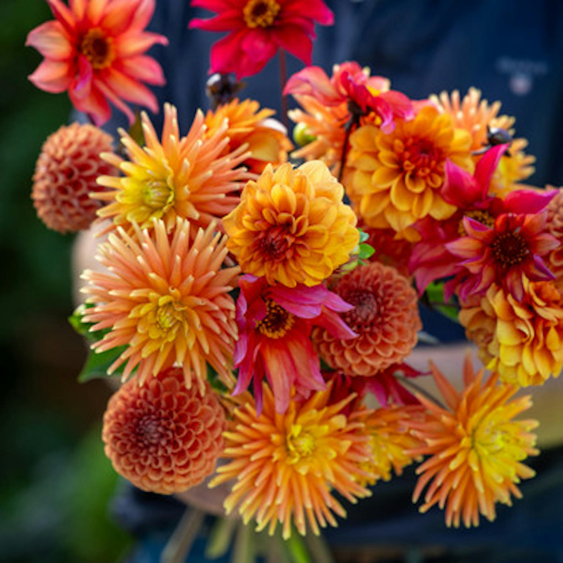 Twist of Orange Dahlia Collection