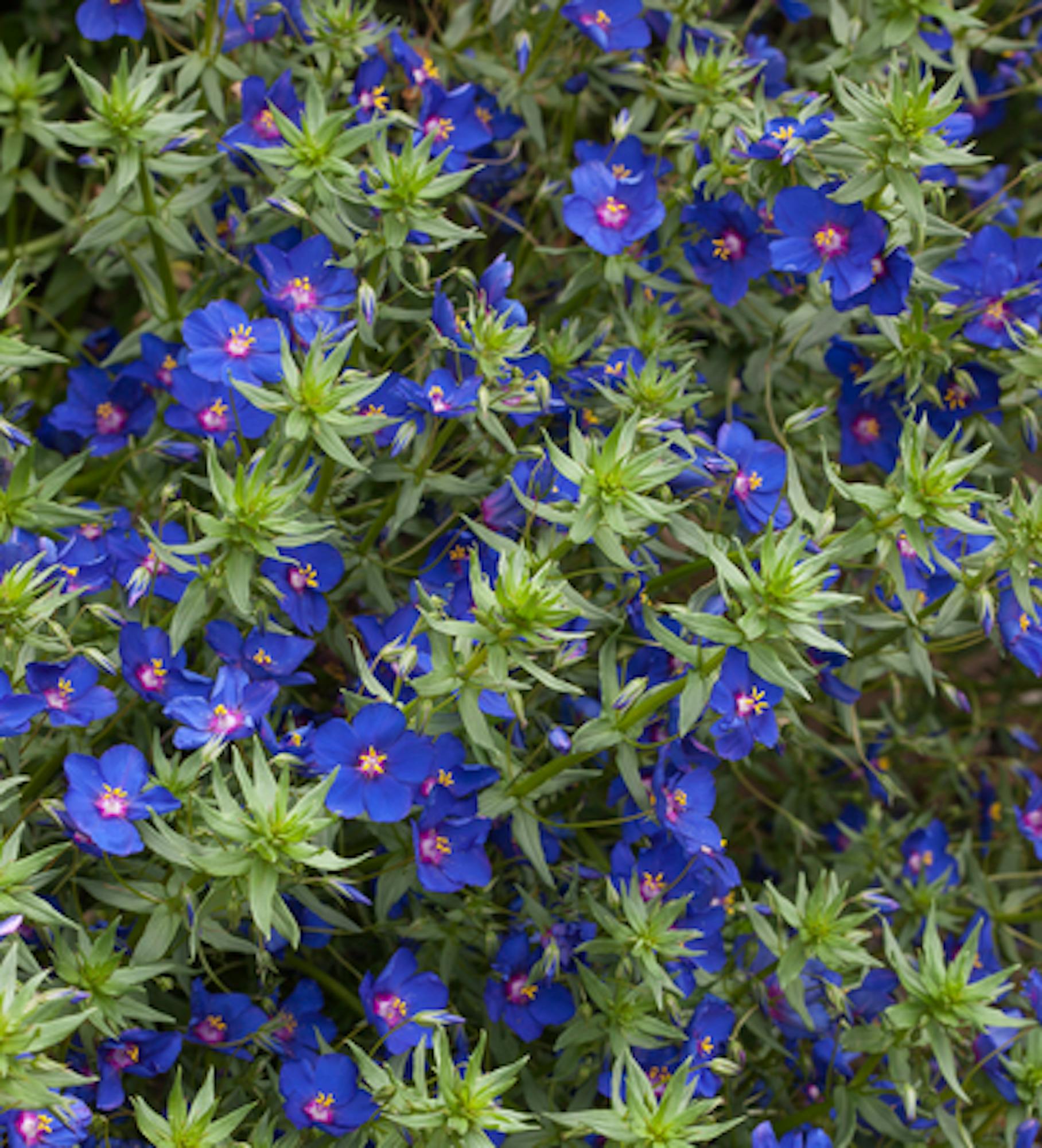 Anagallis monellii 'Sky Lover'