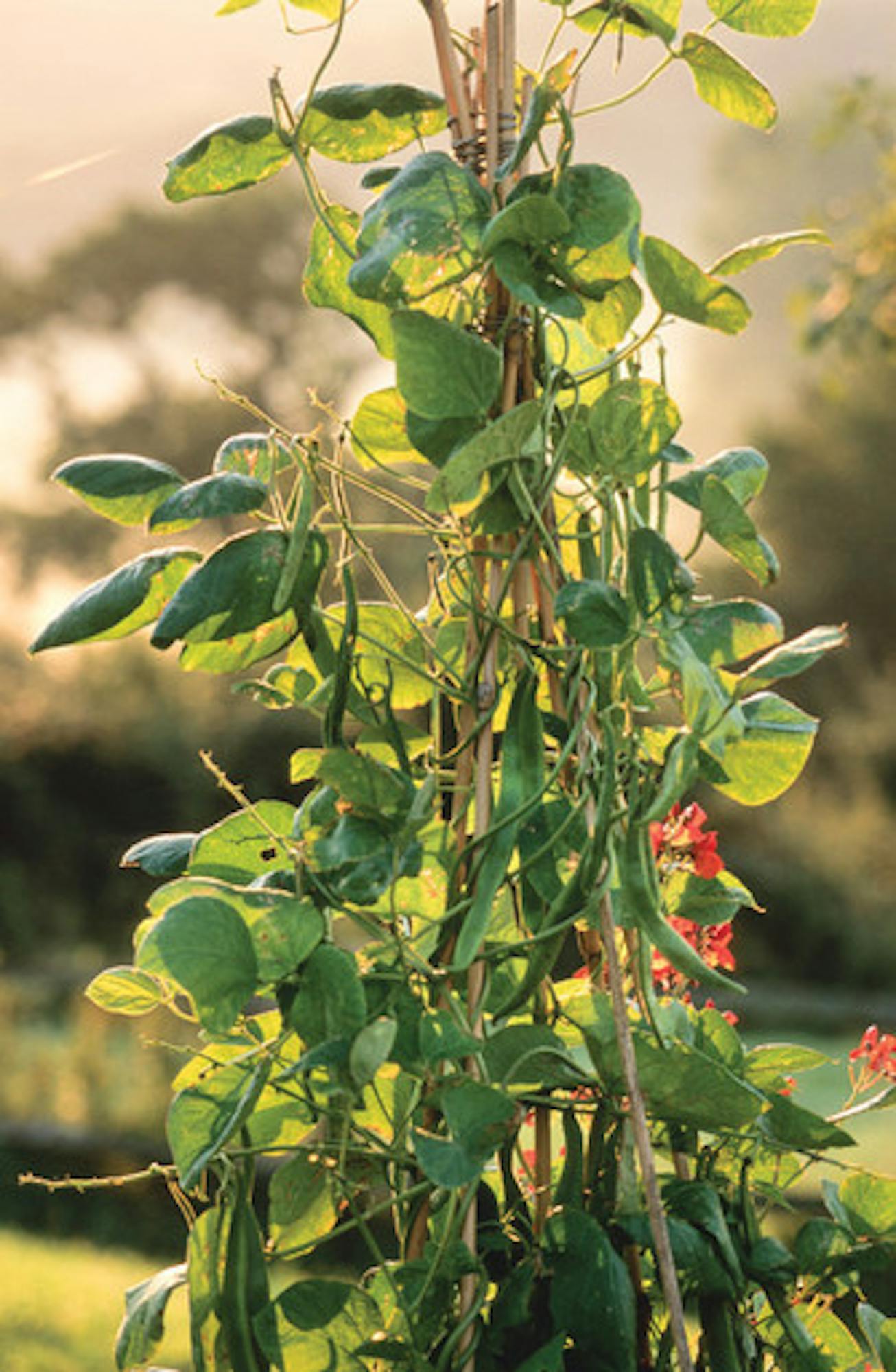 Runner Bean 'Polestar'