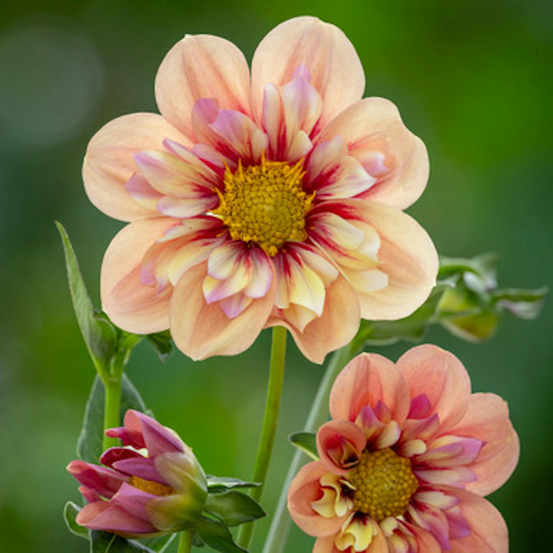 Dahlia 'Rhubarb and Custard' (Sweet Candy Series)