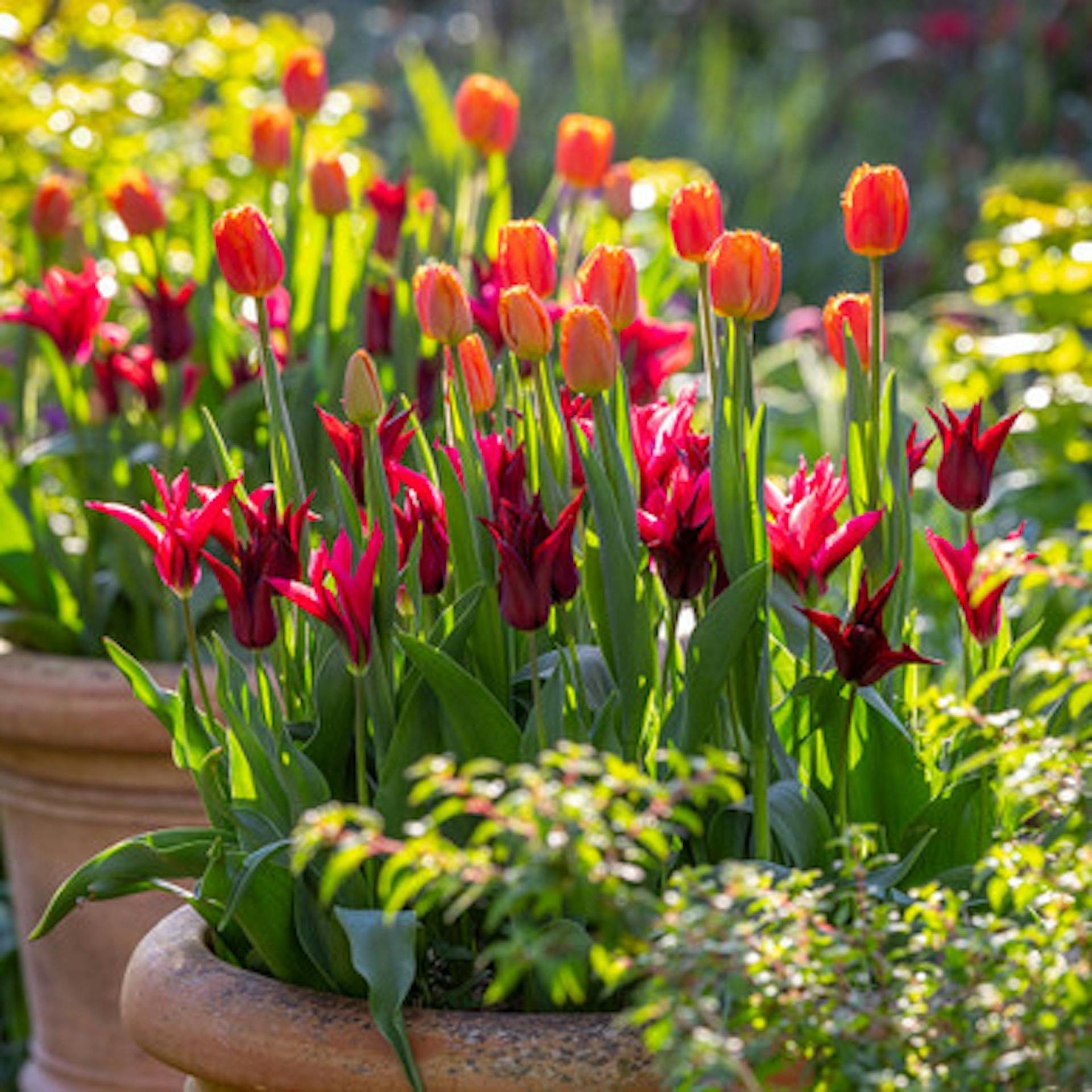 Fruit Gum Tulip Collection