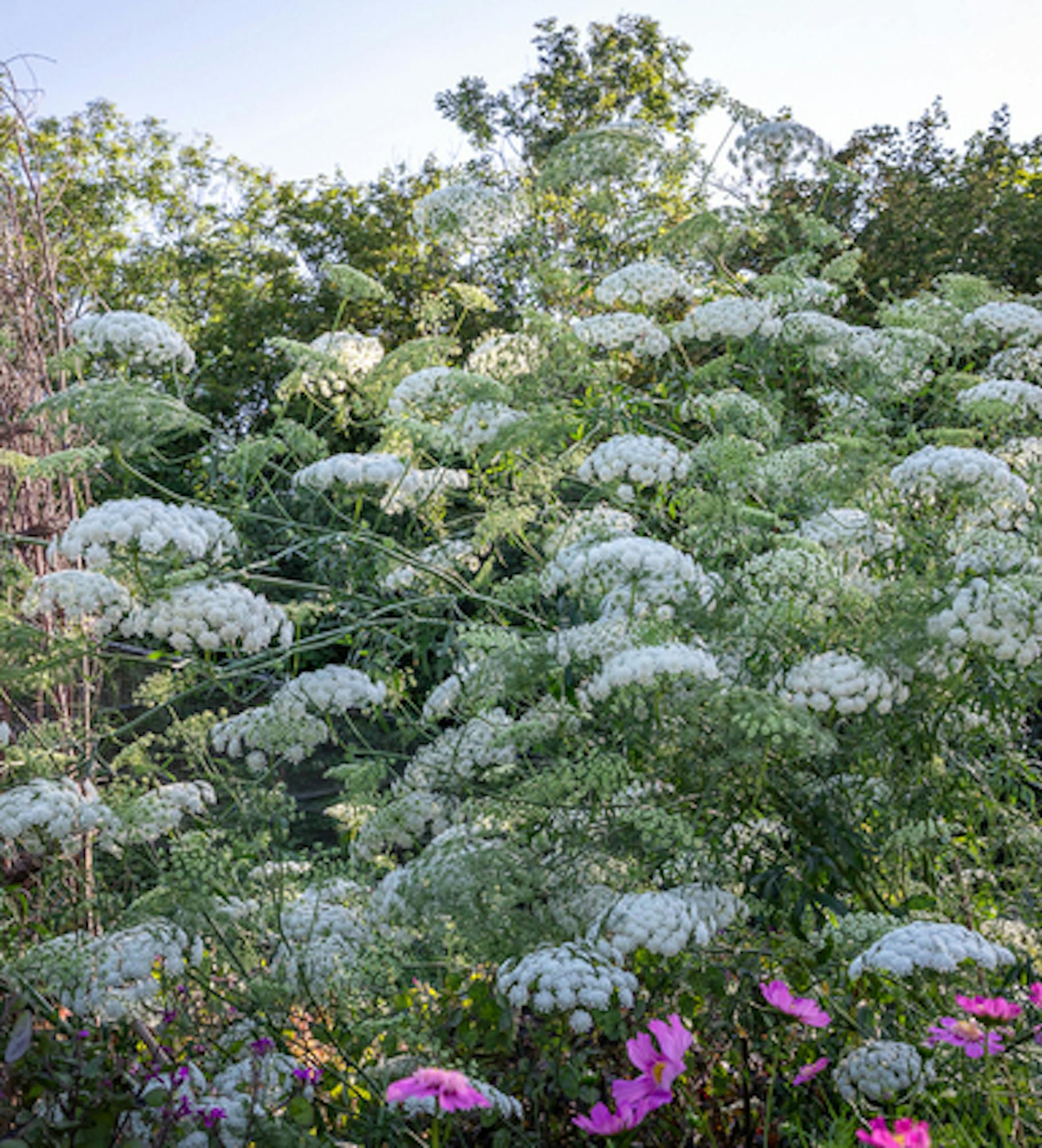 Ammi majus