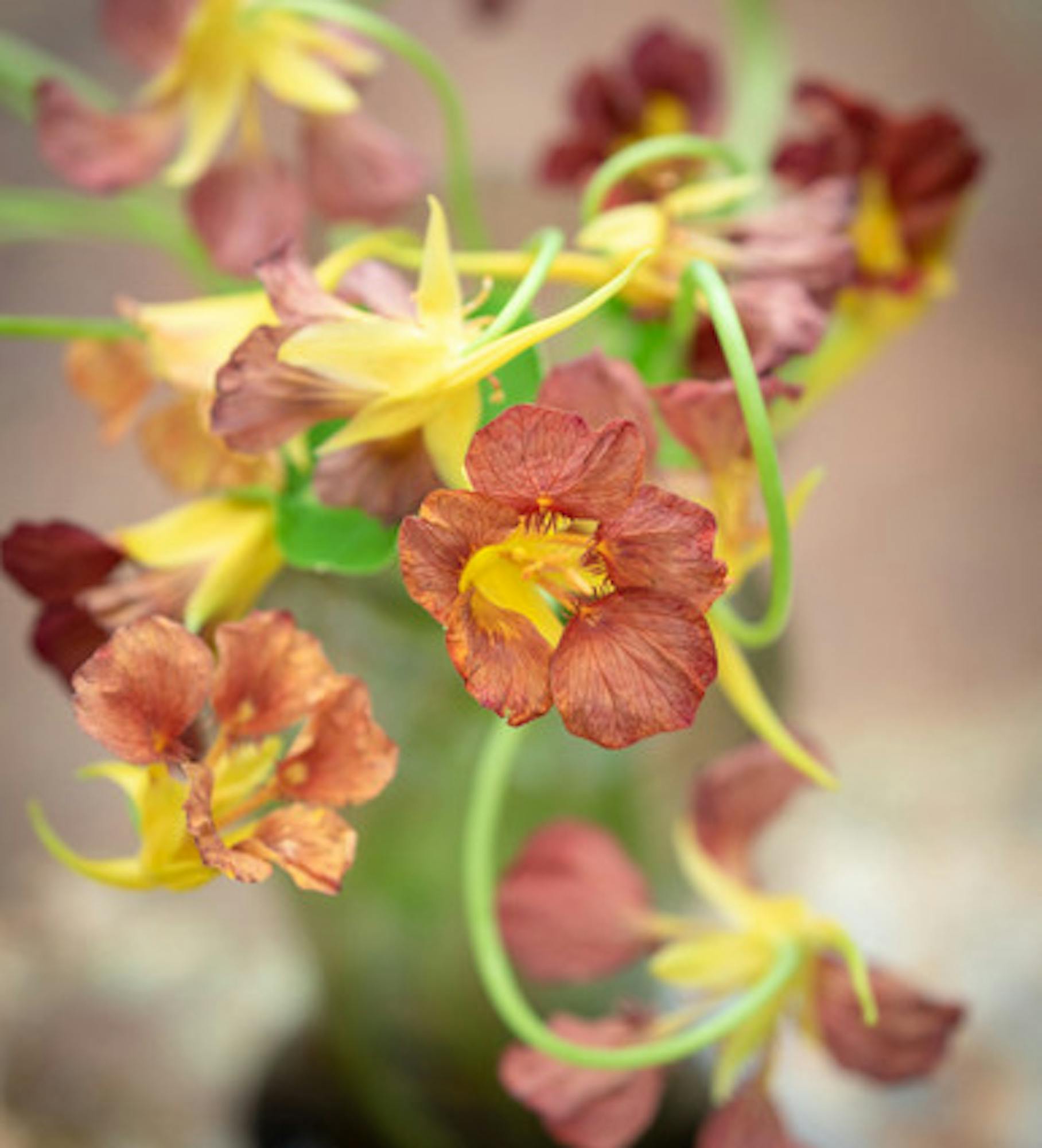 Nasturtium 'Purple Emperor' (Tropaeolum majus)