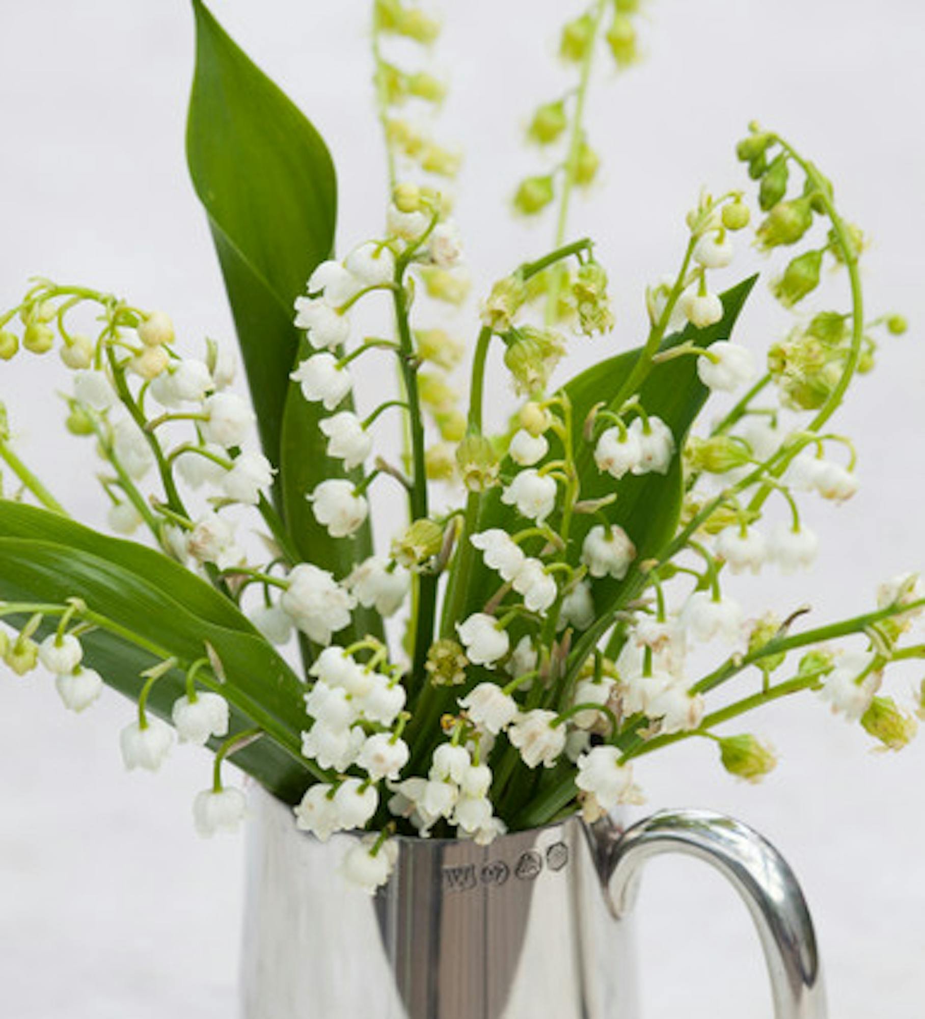 Convallaria majalis (Lily of the Valley)