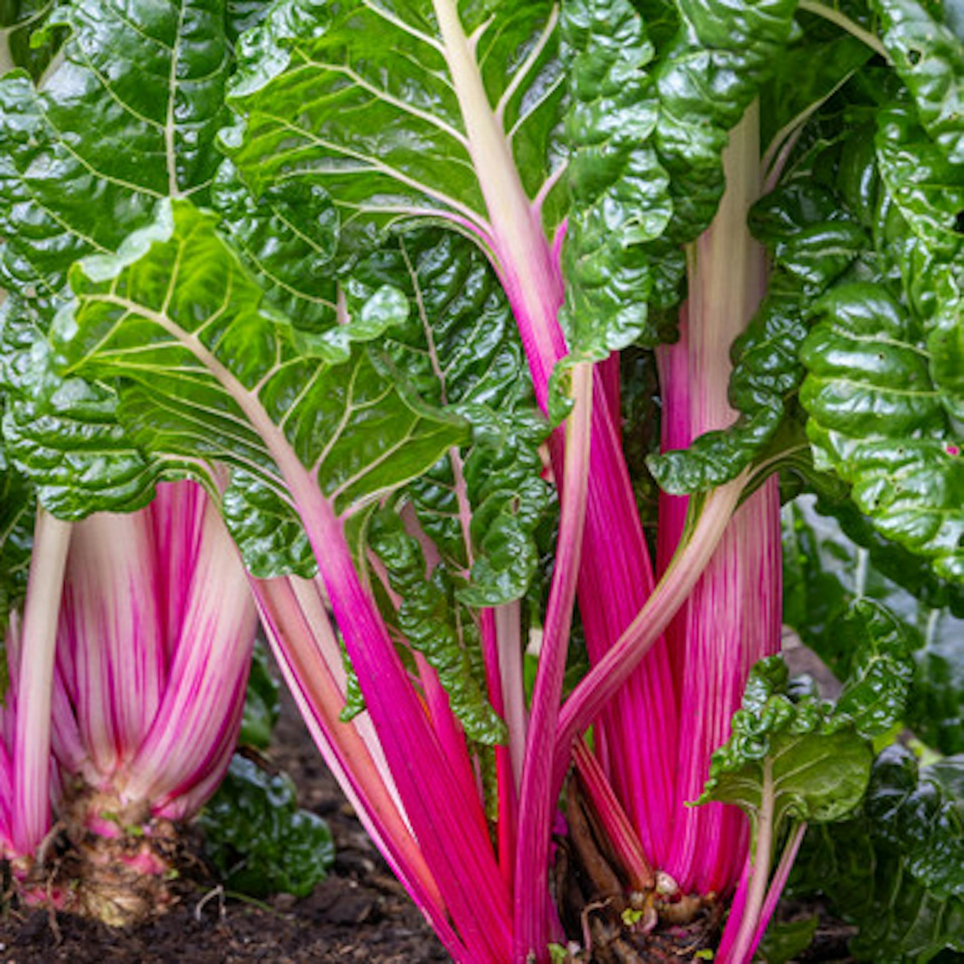 Chard 'Peppermint Stick'