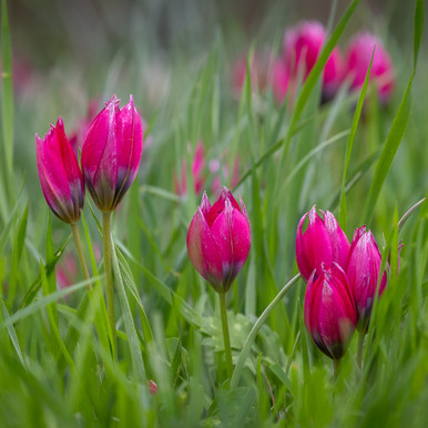 Tulip hageri 'Little Beauty'