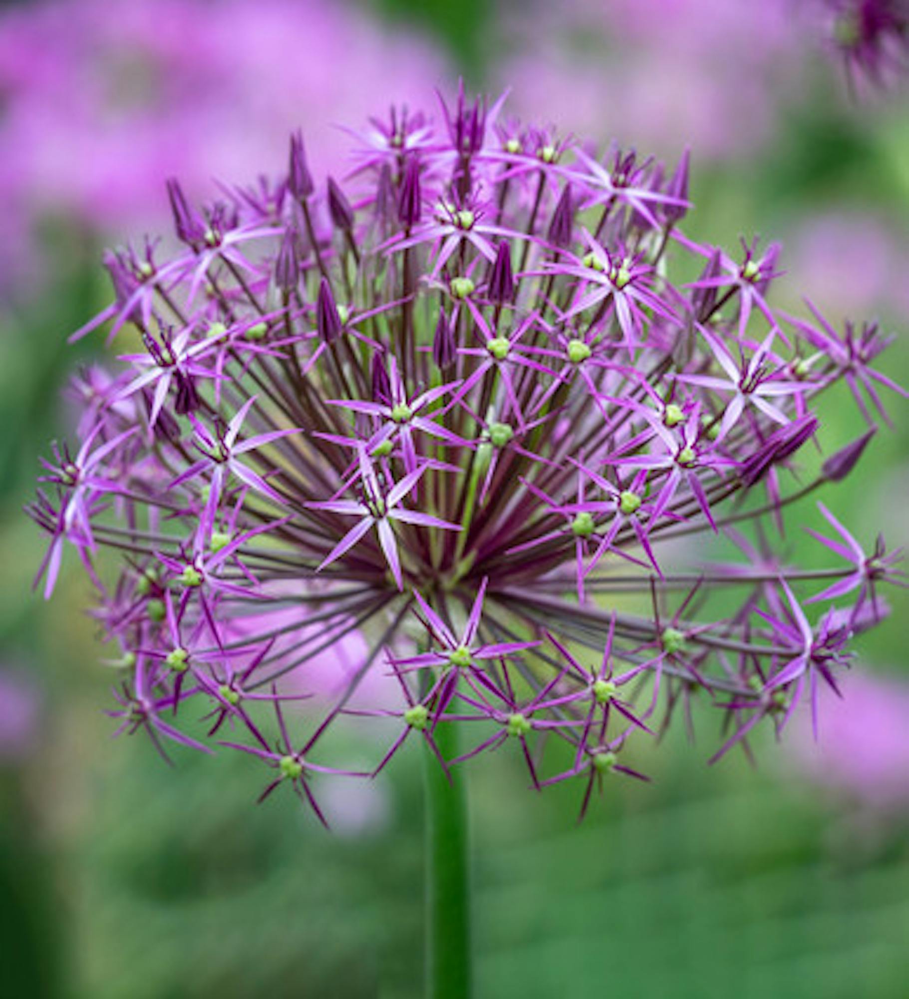 Allium cristophii