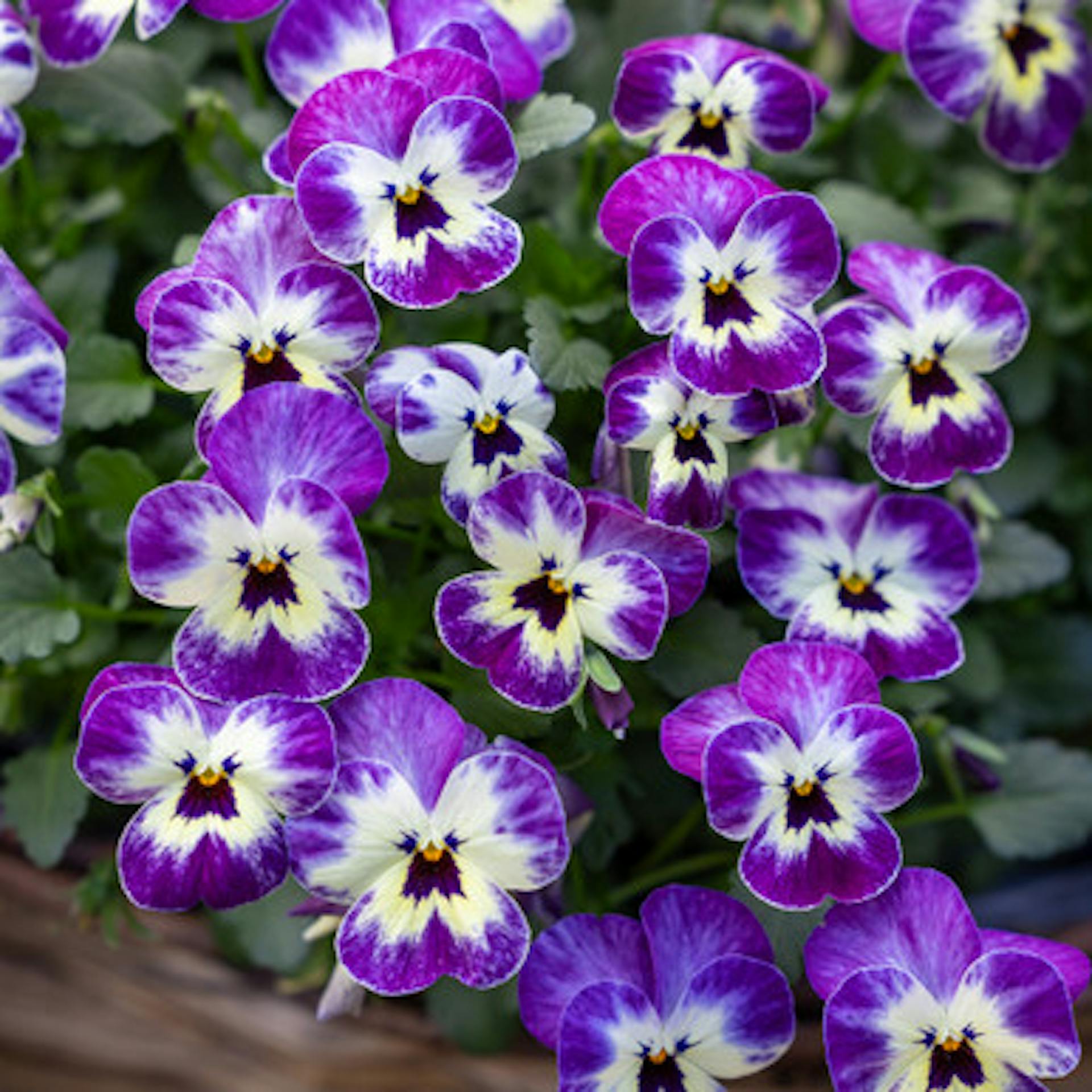Viola cornuta 'Teardrops Blackberry Swirl'