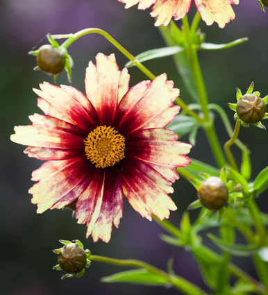 Coreopsis 'Red Shift' (Big Bang Series)