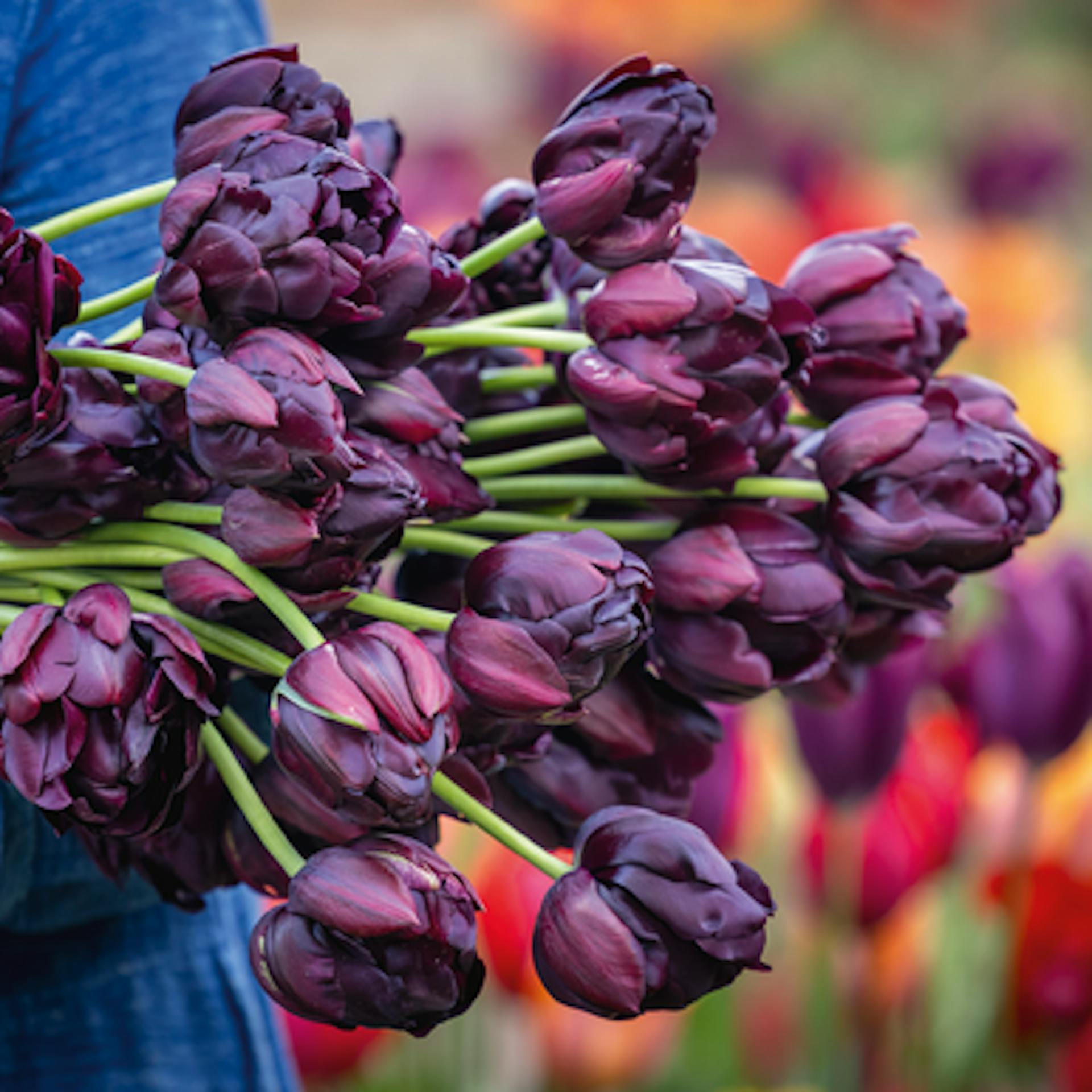 Tulip 'Black Hero'