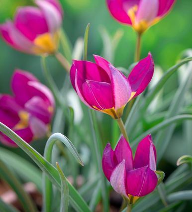 Tulip humilis 'Persian Pearl'