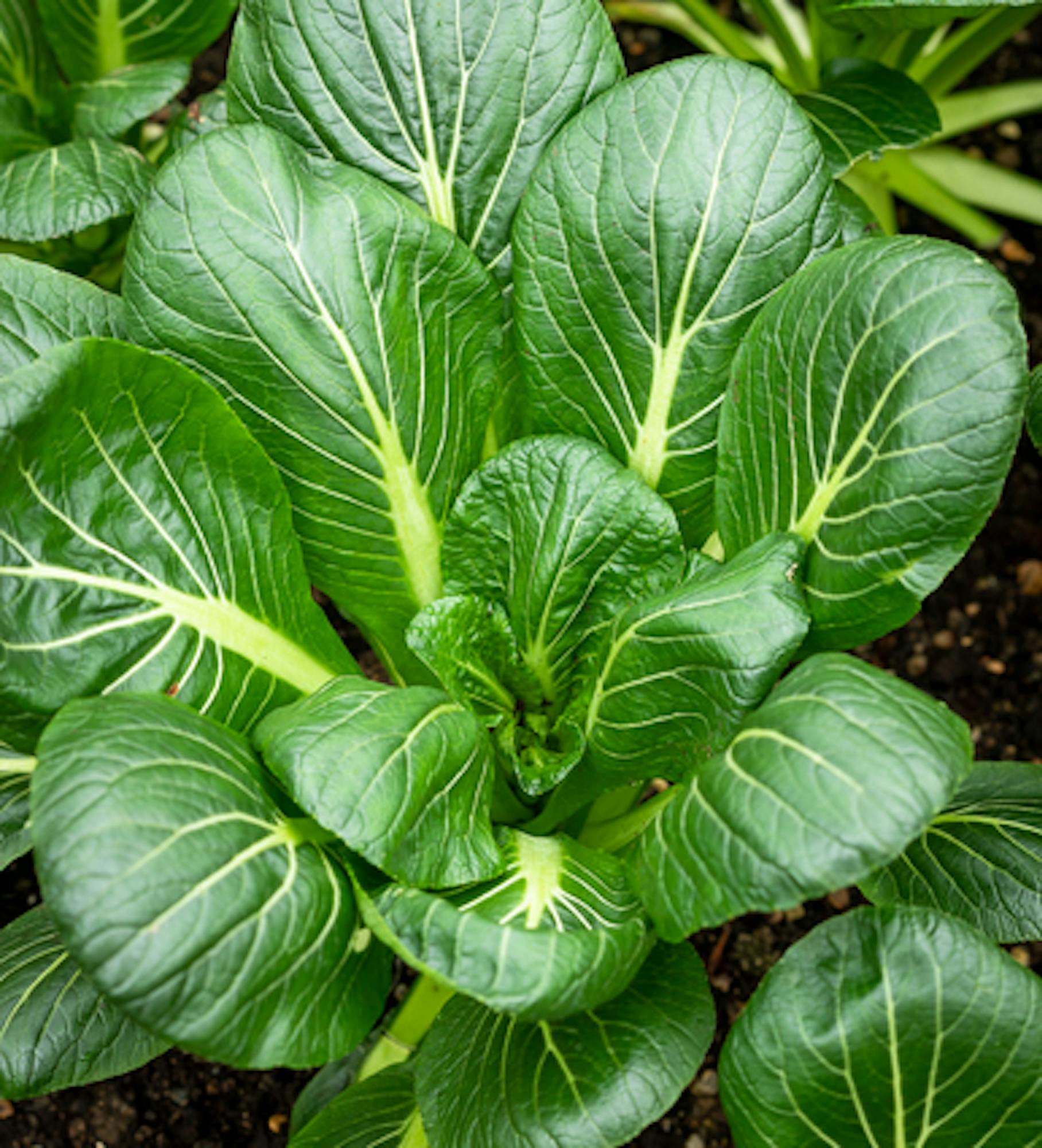 Hardy Winter Salad Leaf Collection