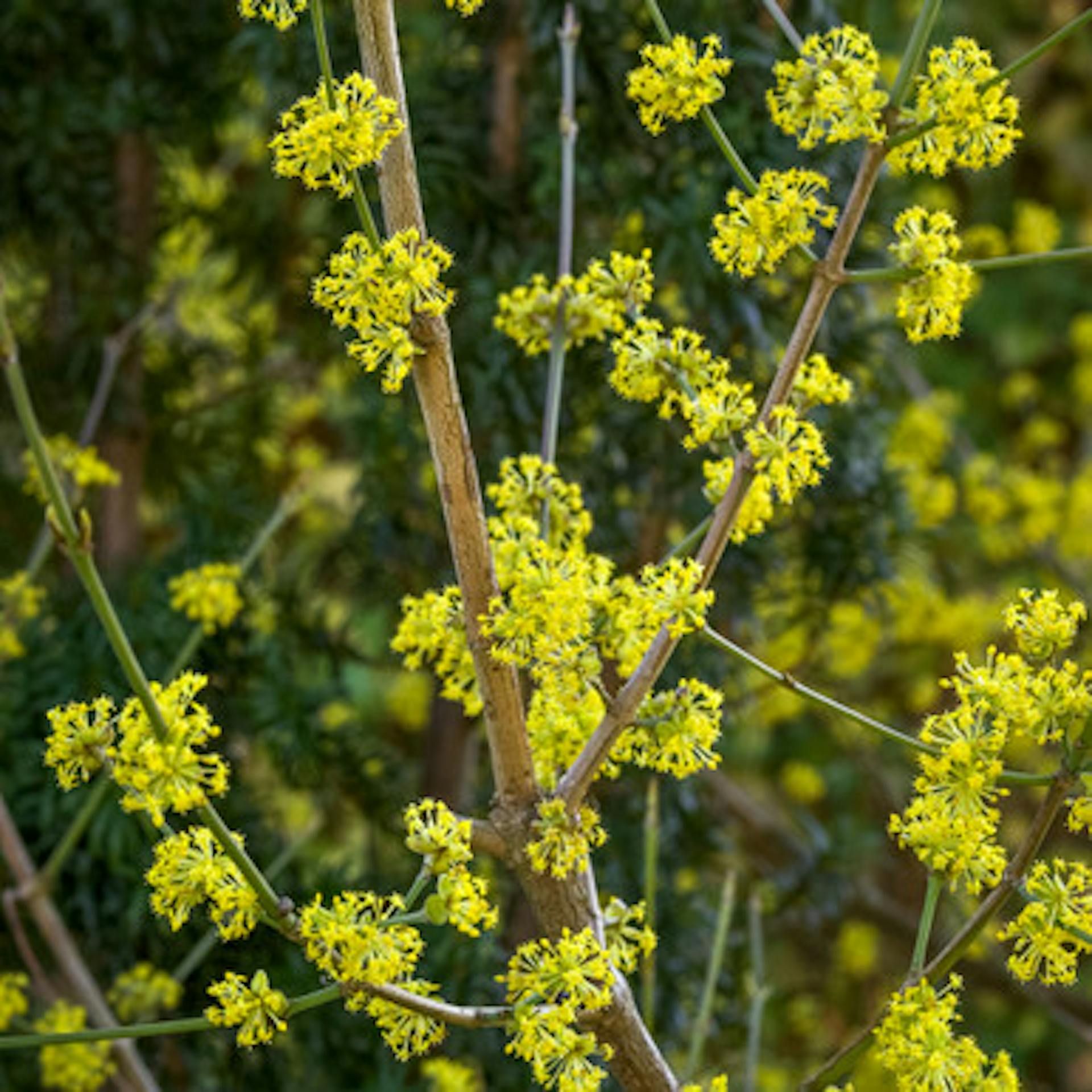 Cornus mas 'Jolico' (Cornelian cherry)