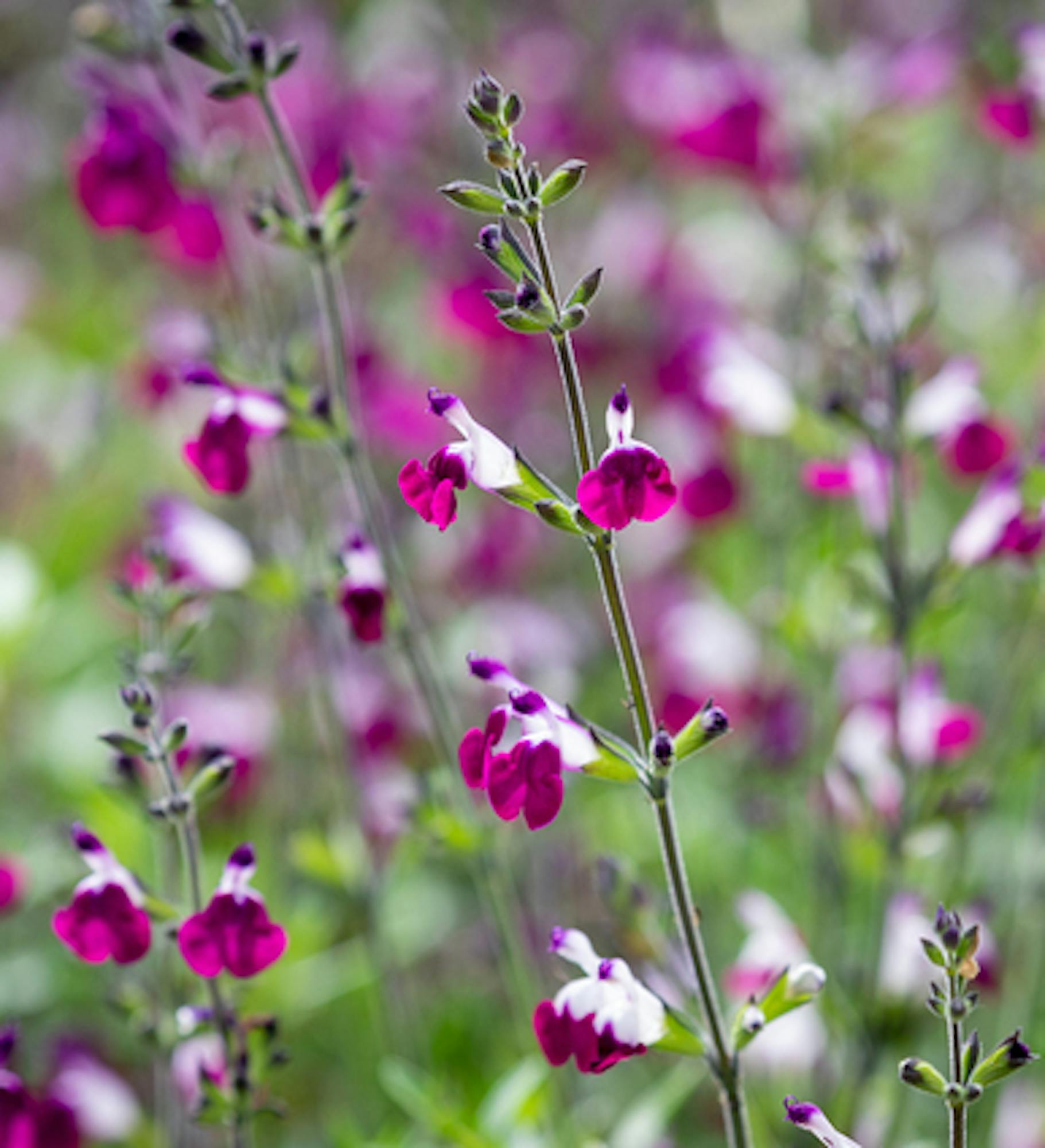 Salvia greggii 'Amethyst Lips'