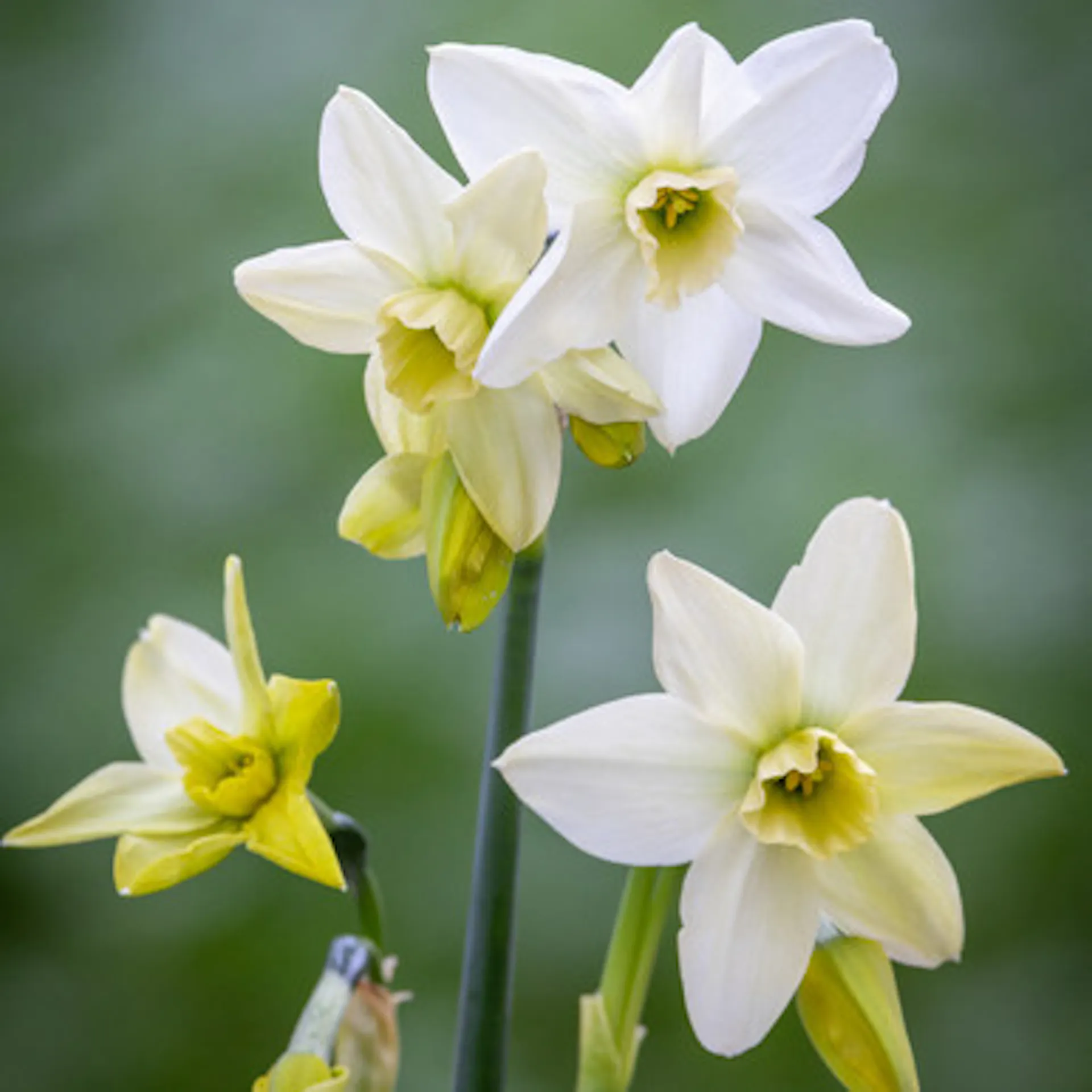Narcissus 'Polar Hunter'