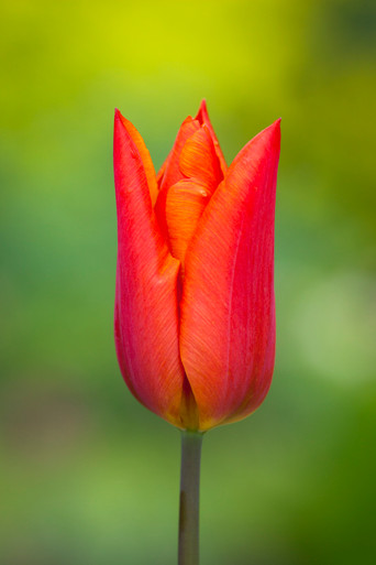 Tulip 'Veronique Sanson'