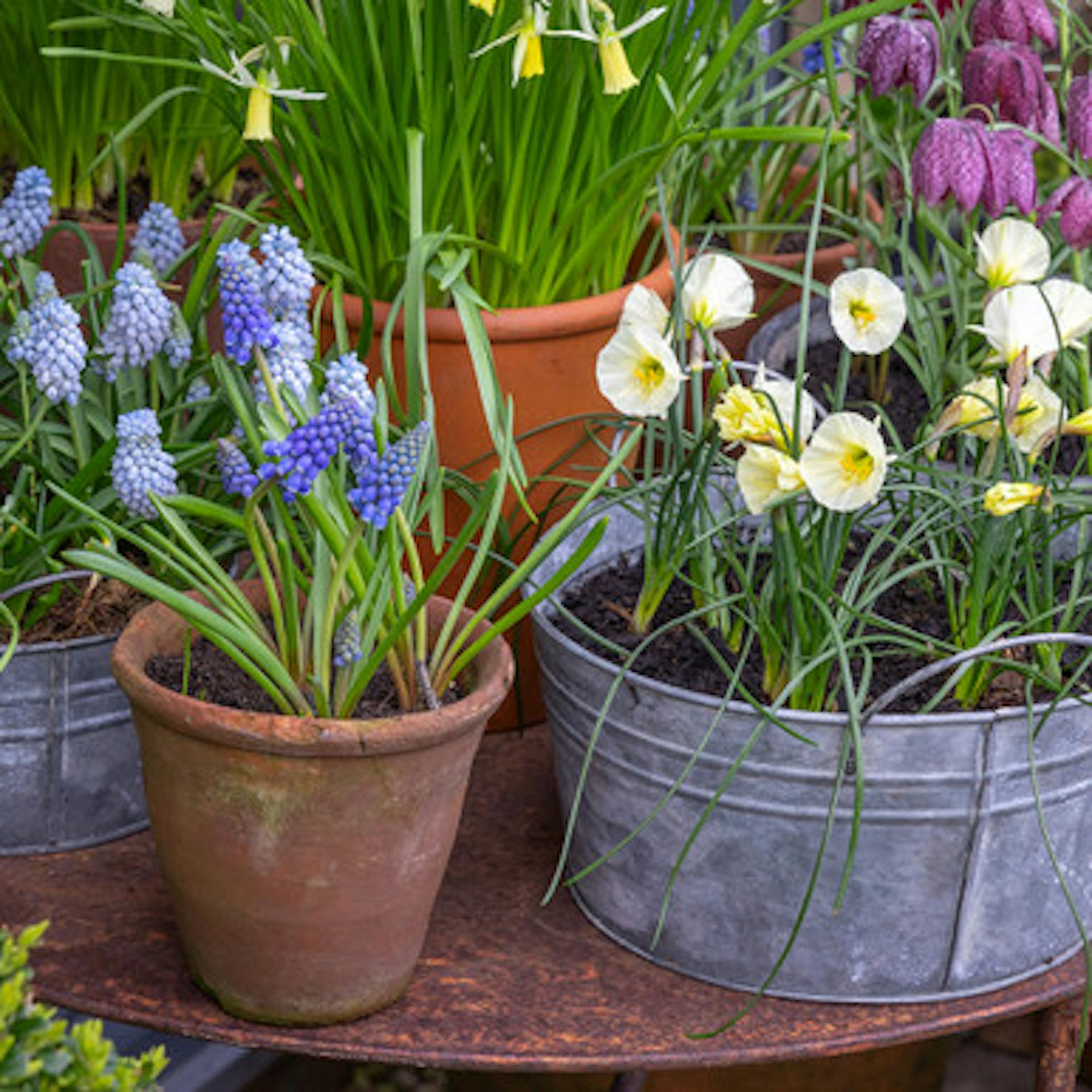 Petite and Discreet Bulb Collection