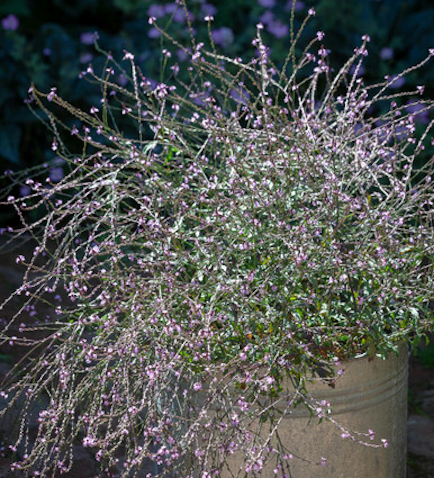 Verbena officinalis var. grandiflora 'Bampton'