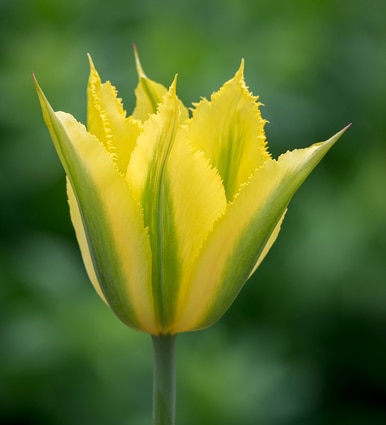 Tulip 'Green Mile'