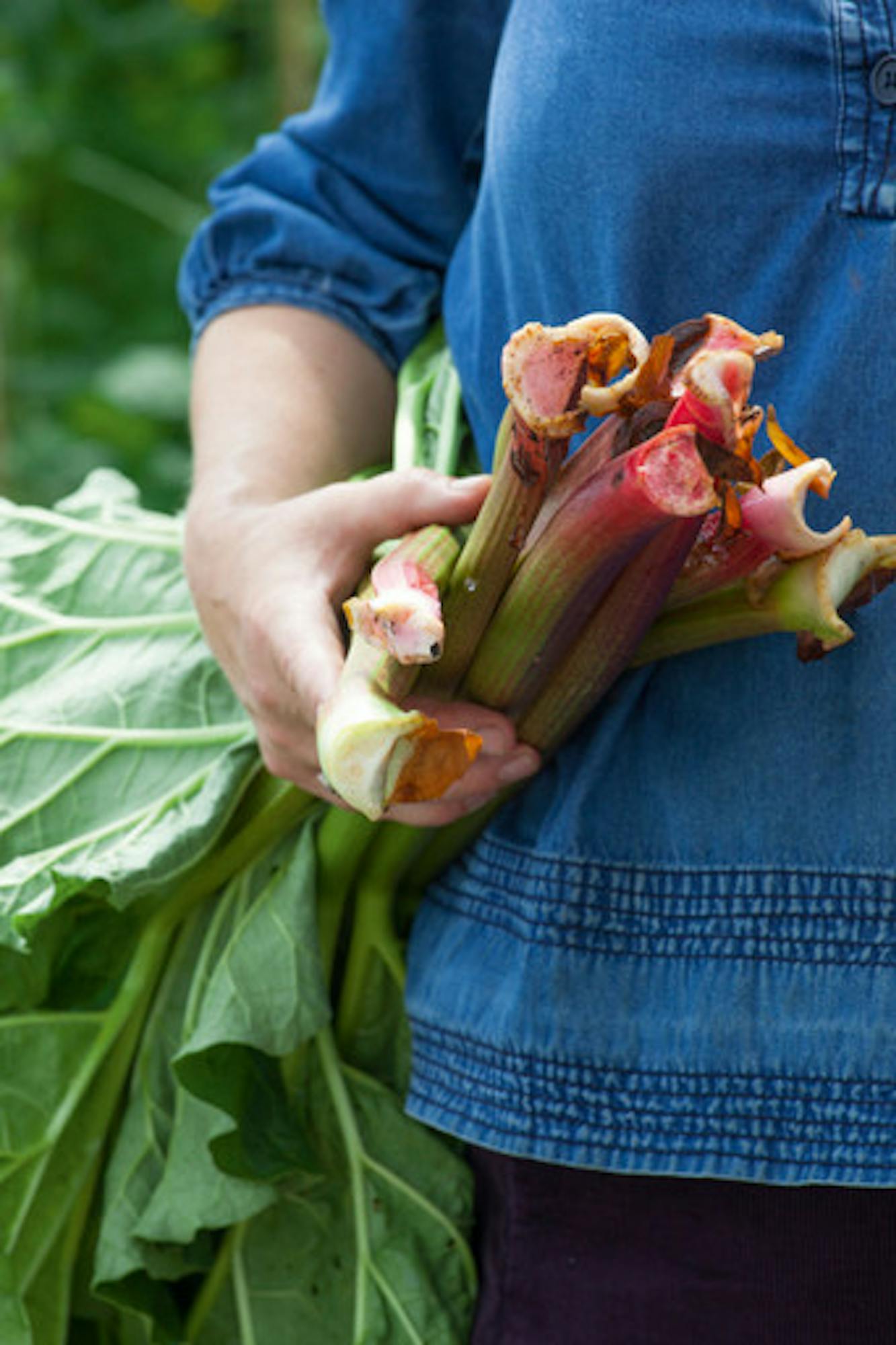 Rhubarb Collection 