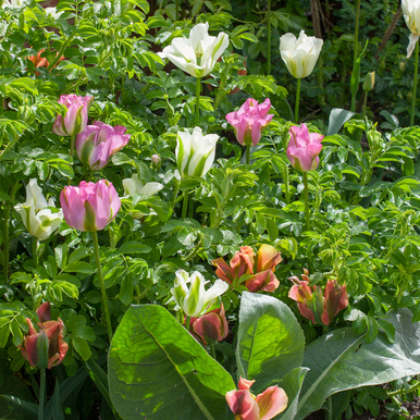 Super Perennial Tulip Collection