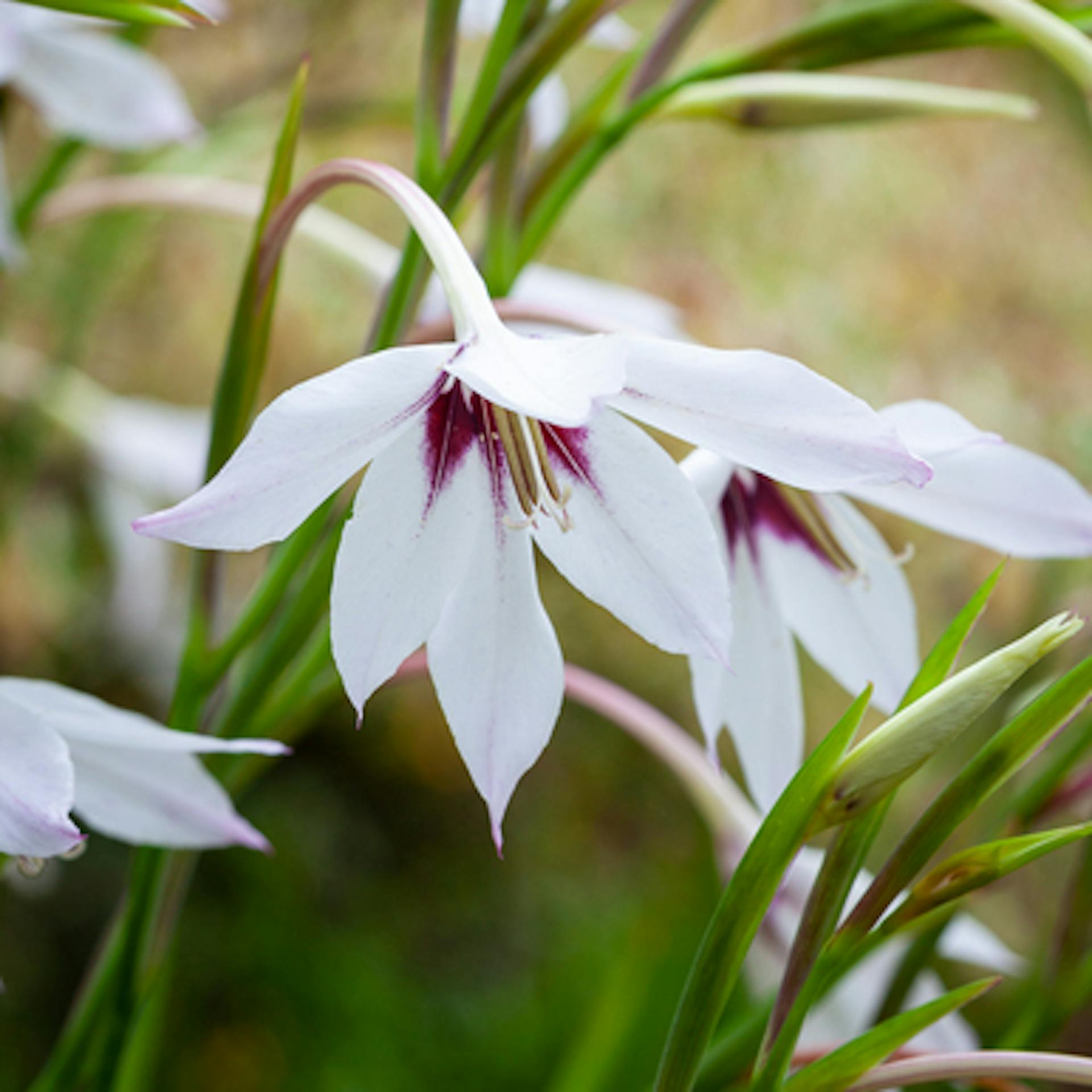 Acidanthera murielae (syn. Gladiolus)