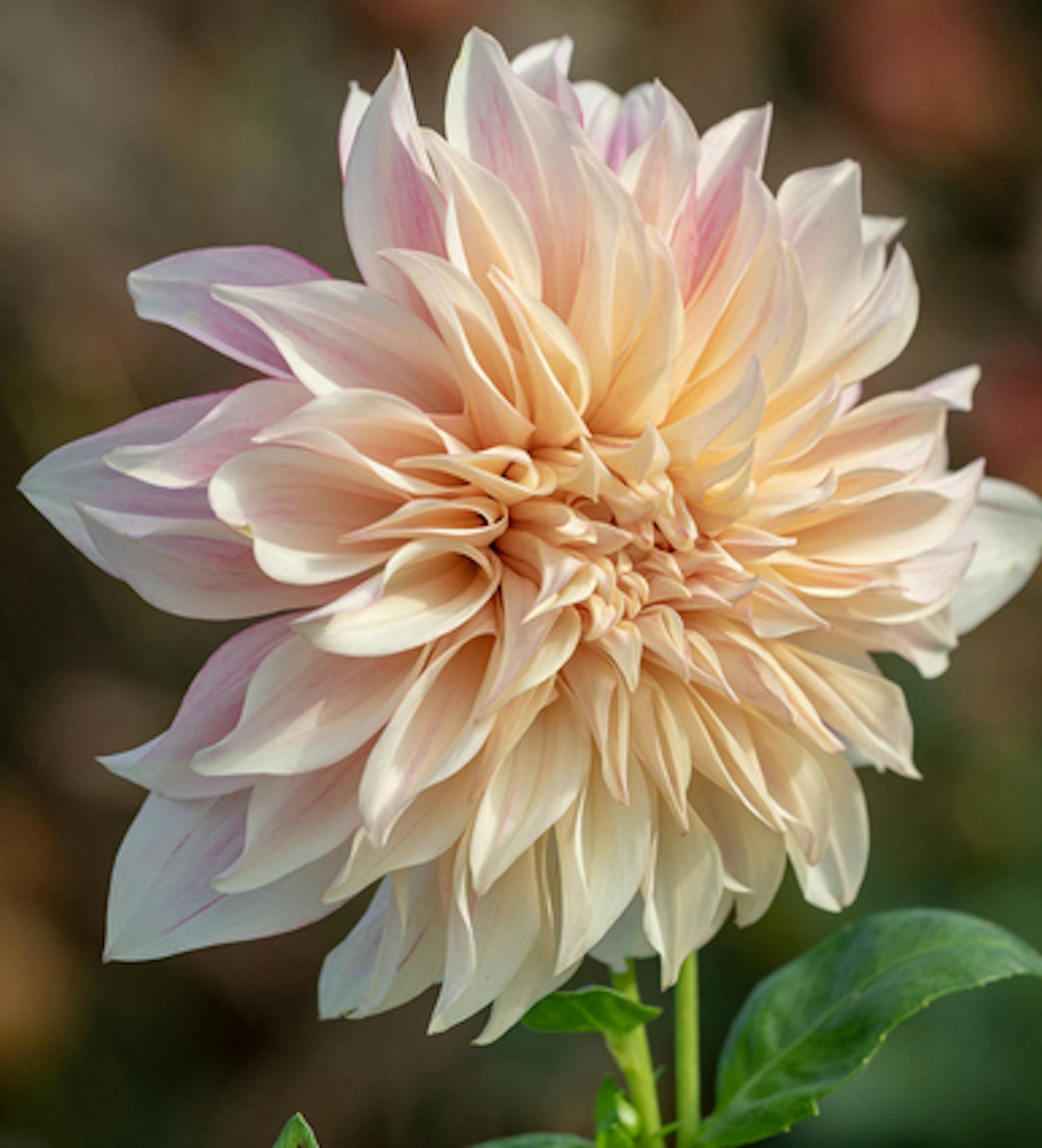 Dahlia 'Caf� au Lait Royal'