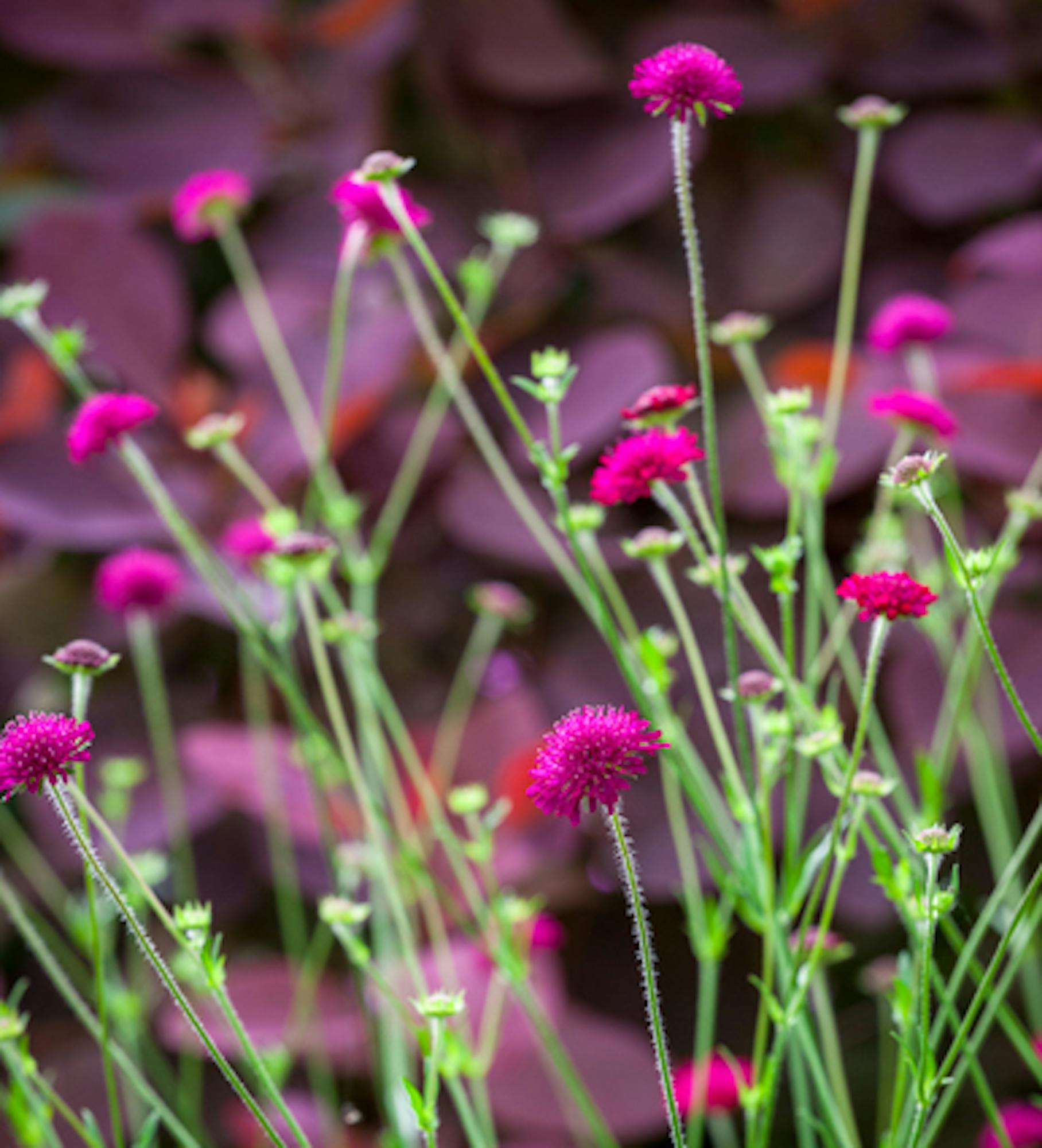 Knautia macedonica