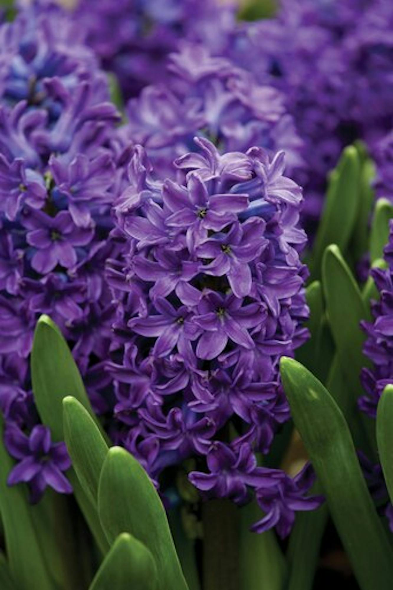 Classic Hyacinth Collection