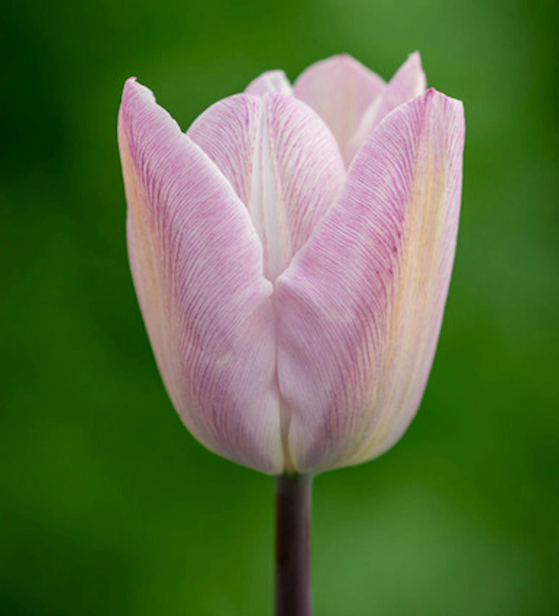 Tulip 'Silver Cloud'