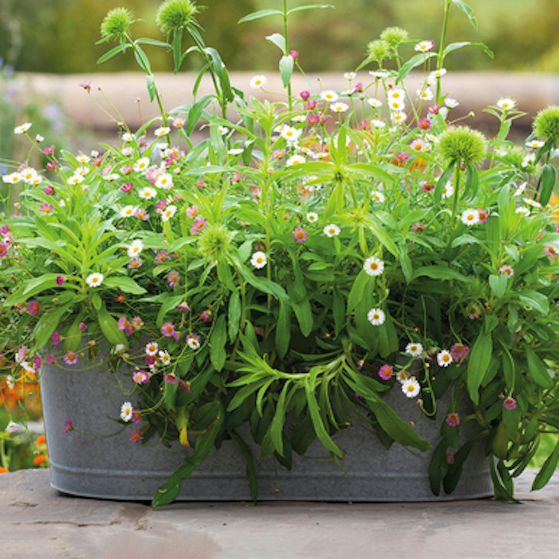 Zinc Troughs