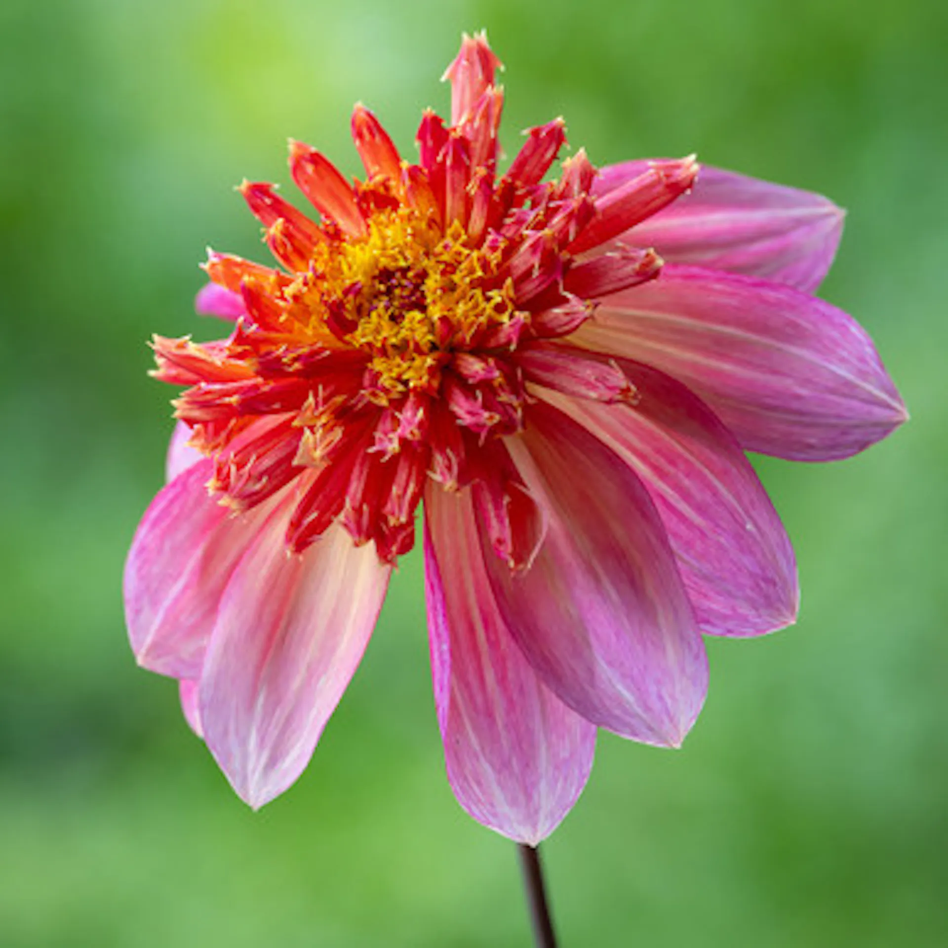Dahlia 'Lava Glow'