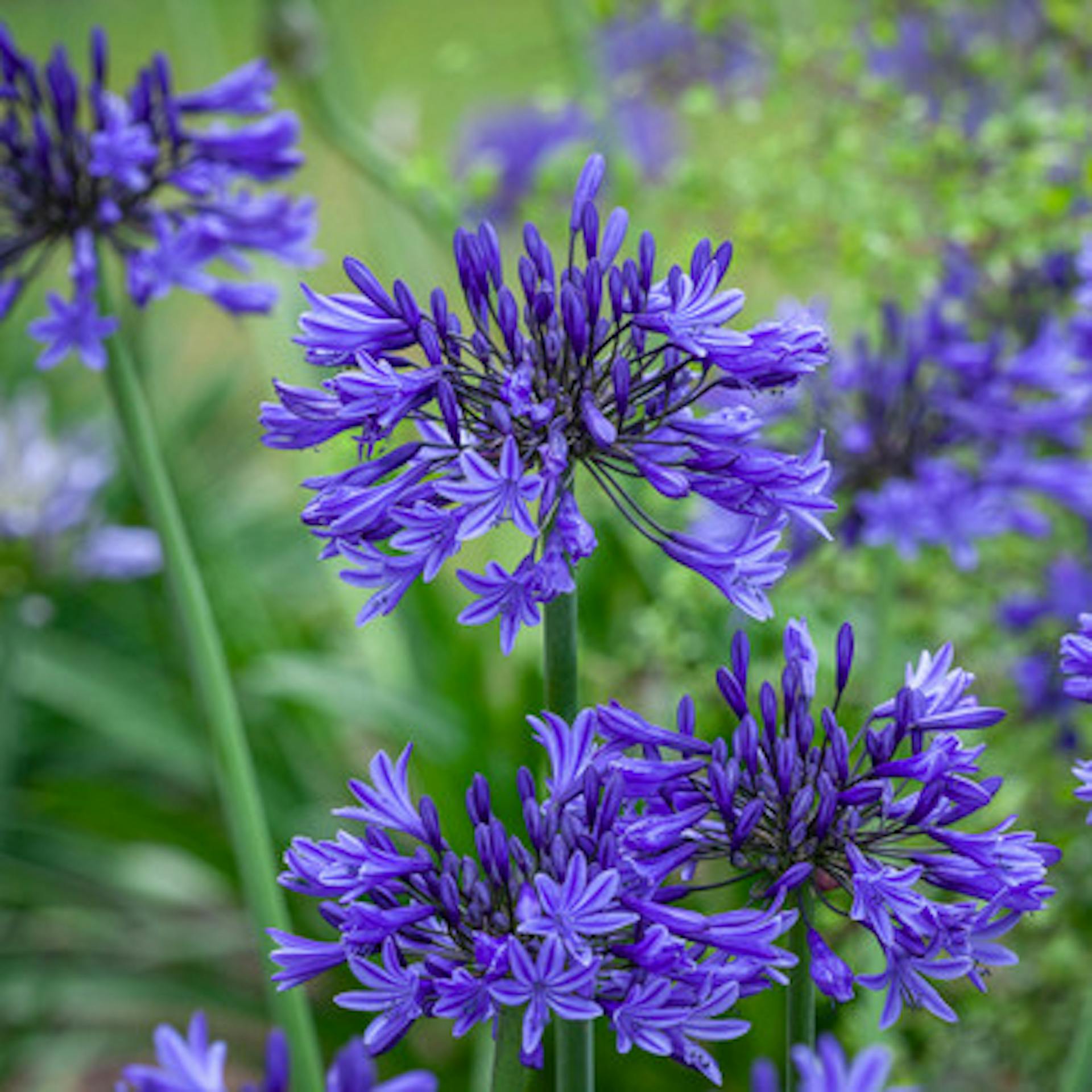 Agapanthus campanulatus 'Midnight Star' (syn. Navy Blue)