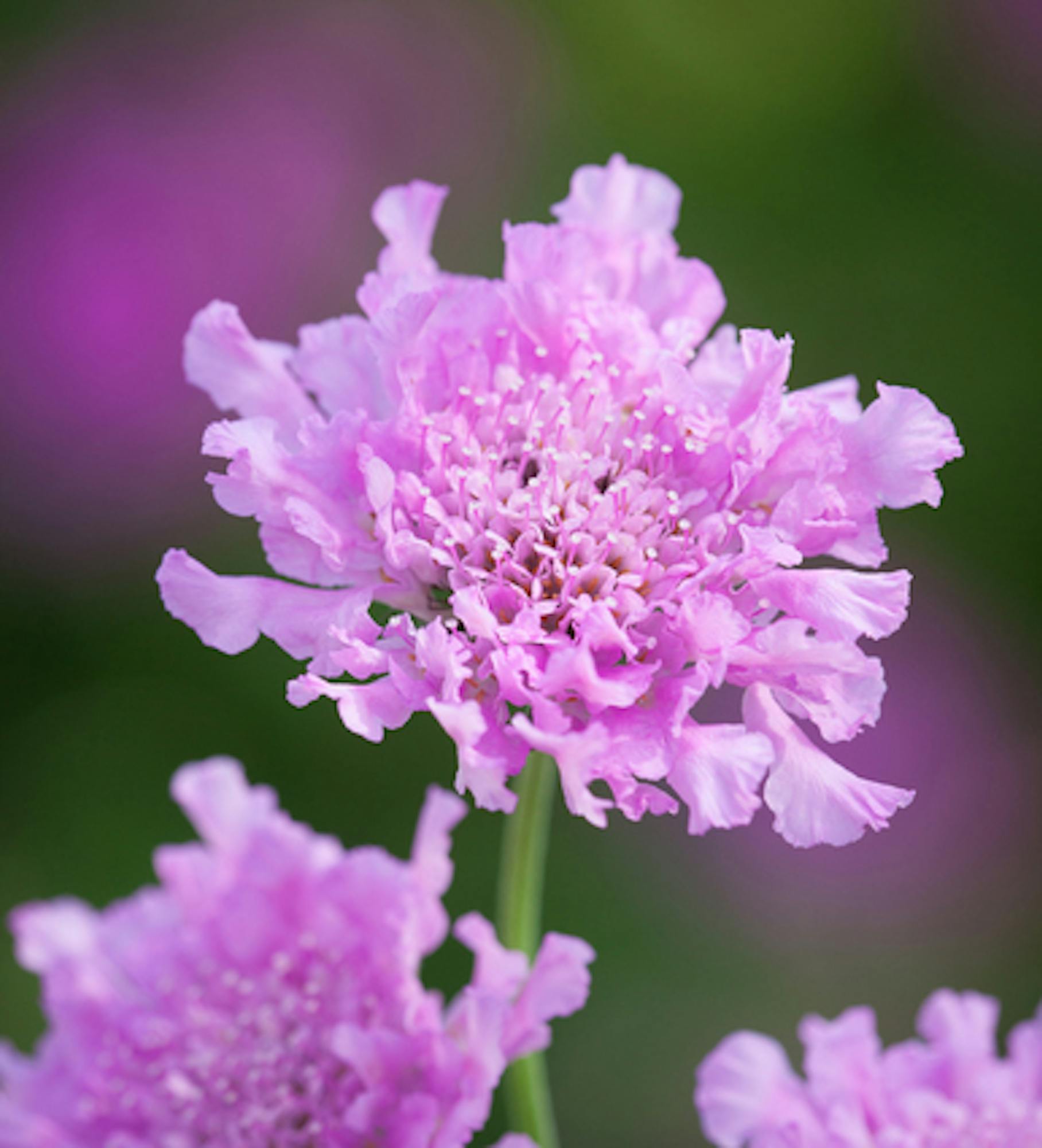 Scabiosa incisa 'Kudo Pink'