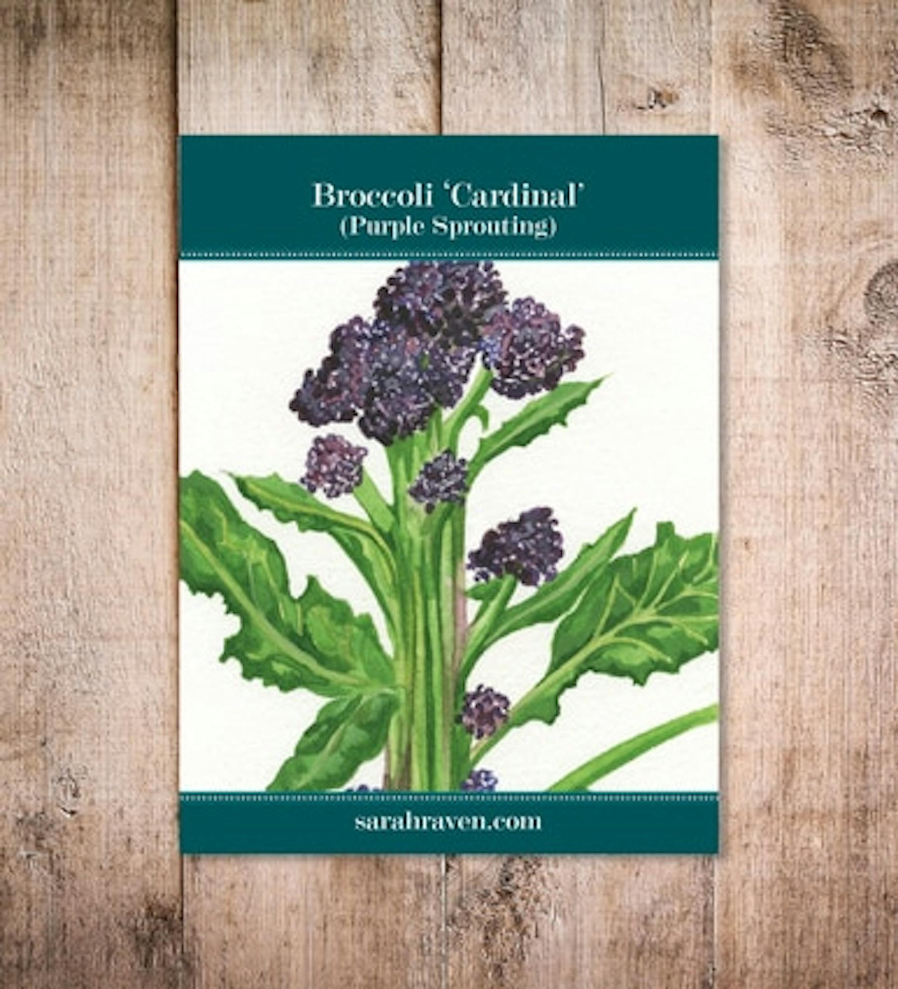 Broccoli 'Cardinal' (Purple Sprouting)