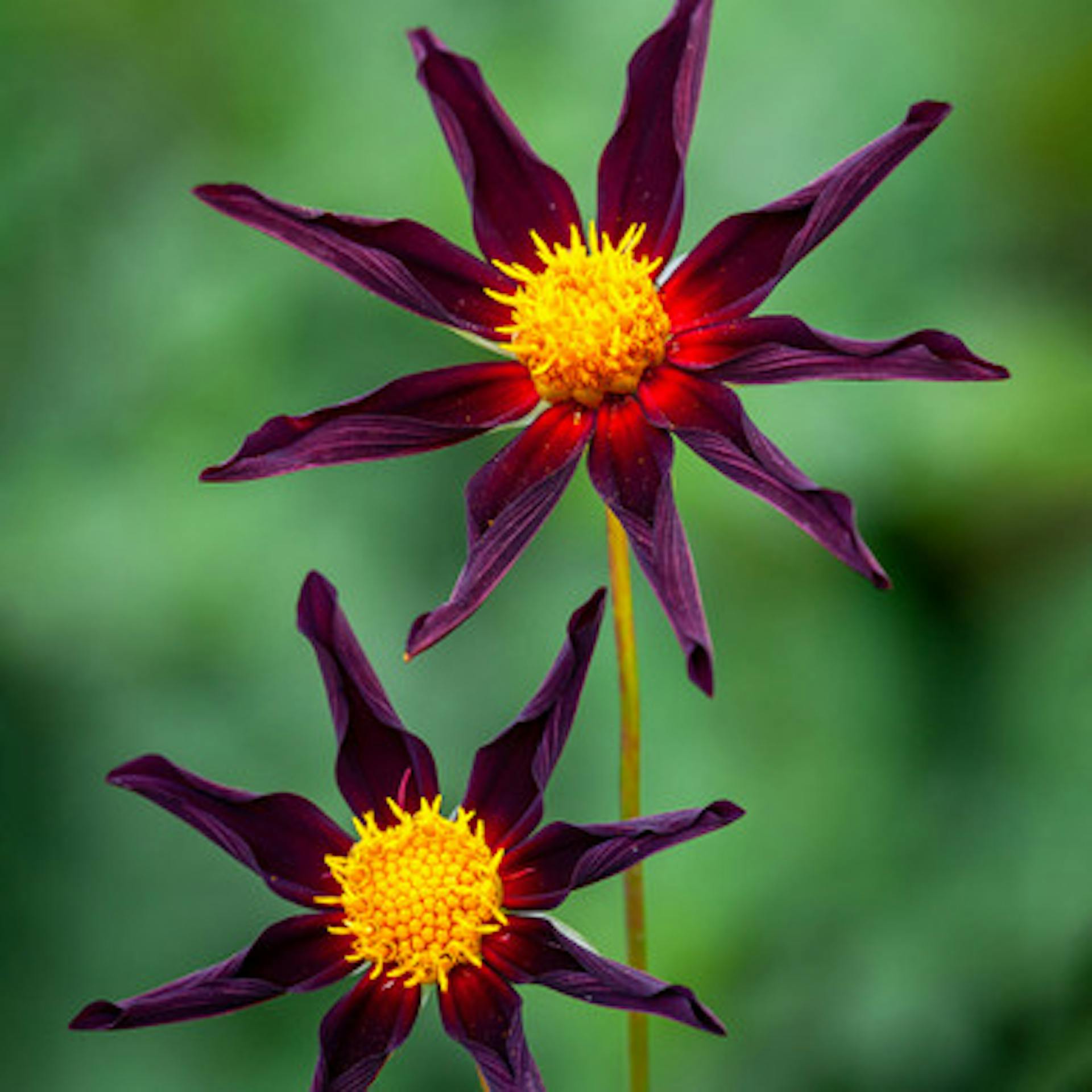 Dahlia 'Verrone's Obsidian'