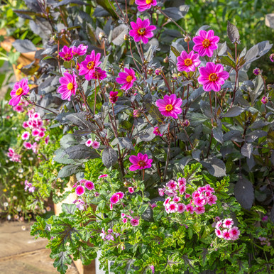 Josie's Doorstep Collection