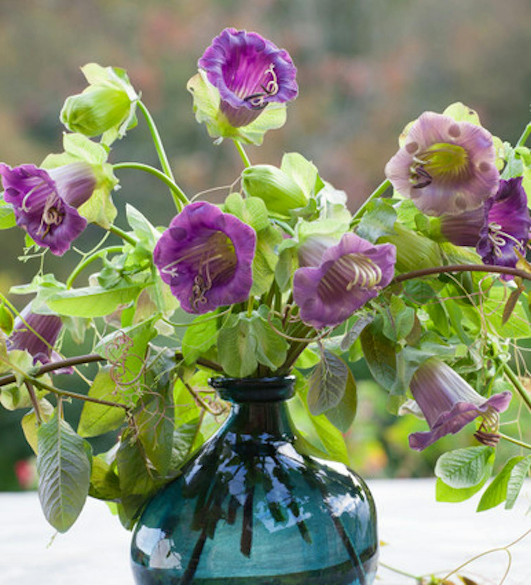 Cobaea scandens