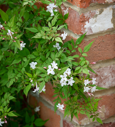 Jasminum officinale f. affine
