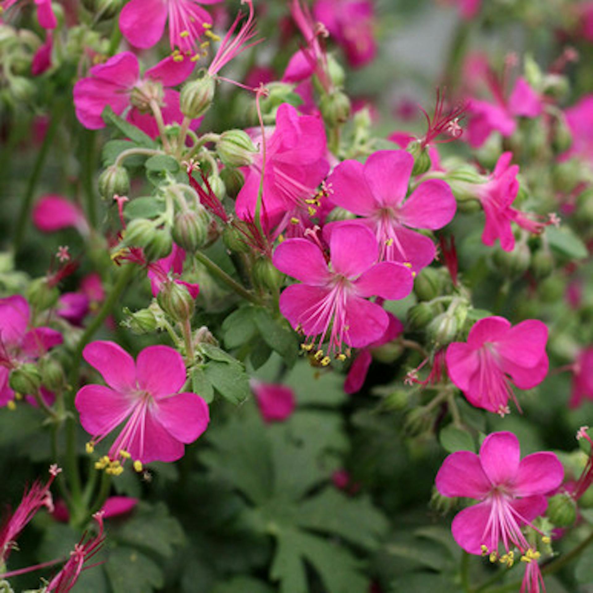 Geranium x cantabrigiense 'Intense'