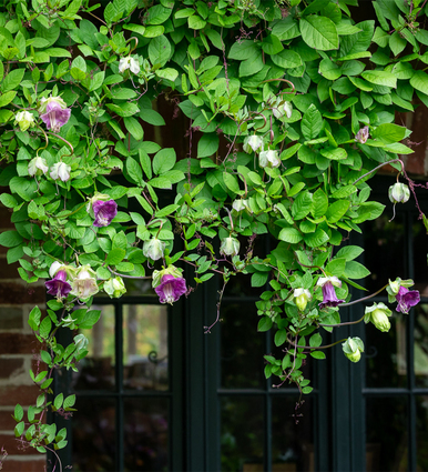 Cobaea scandens