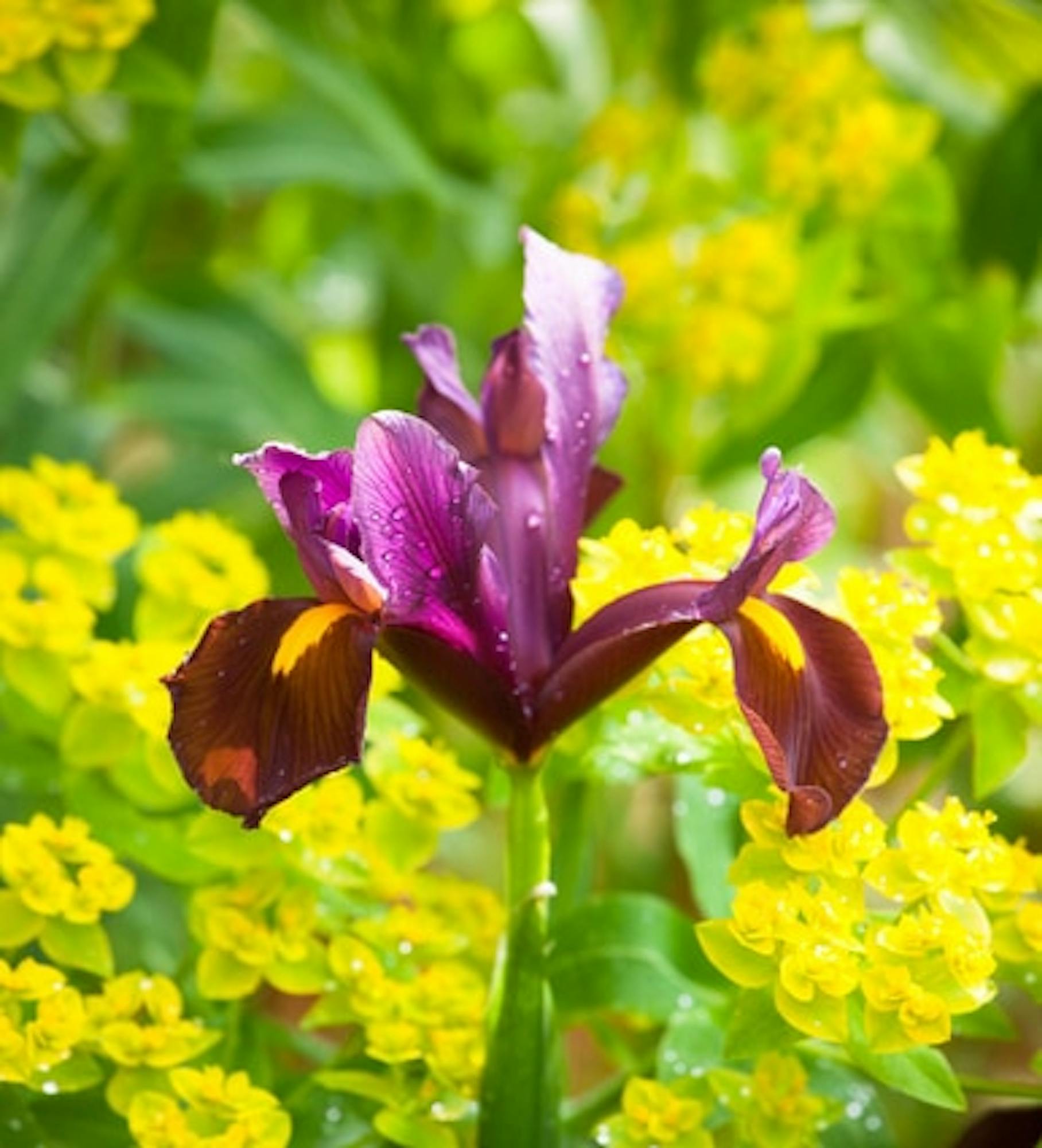 Iris x hollandica 'Red Ember'