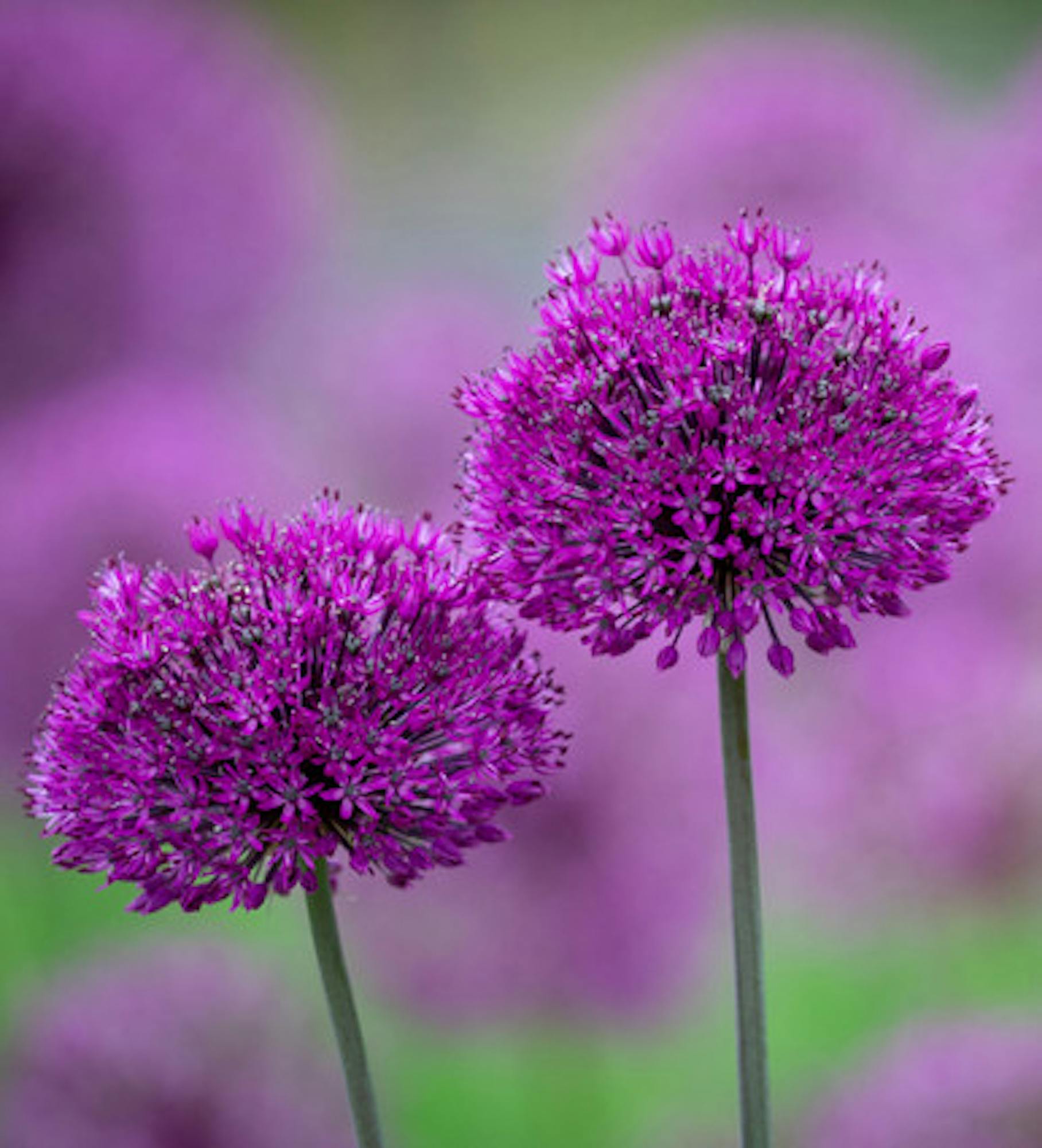 Allium hollandicum 'Purple Sensation'