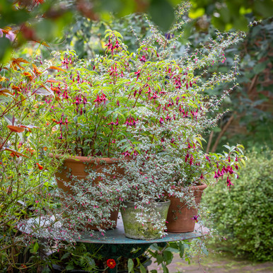 Elegant Fuchsia Pot Collection