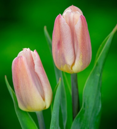 Tulip 'Apricot Copex'