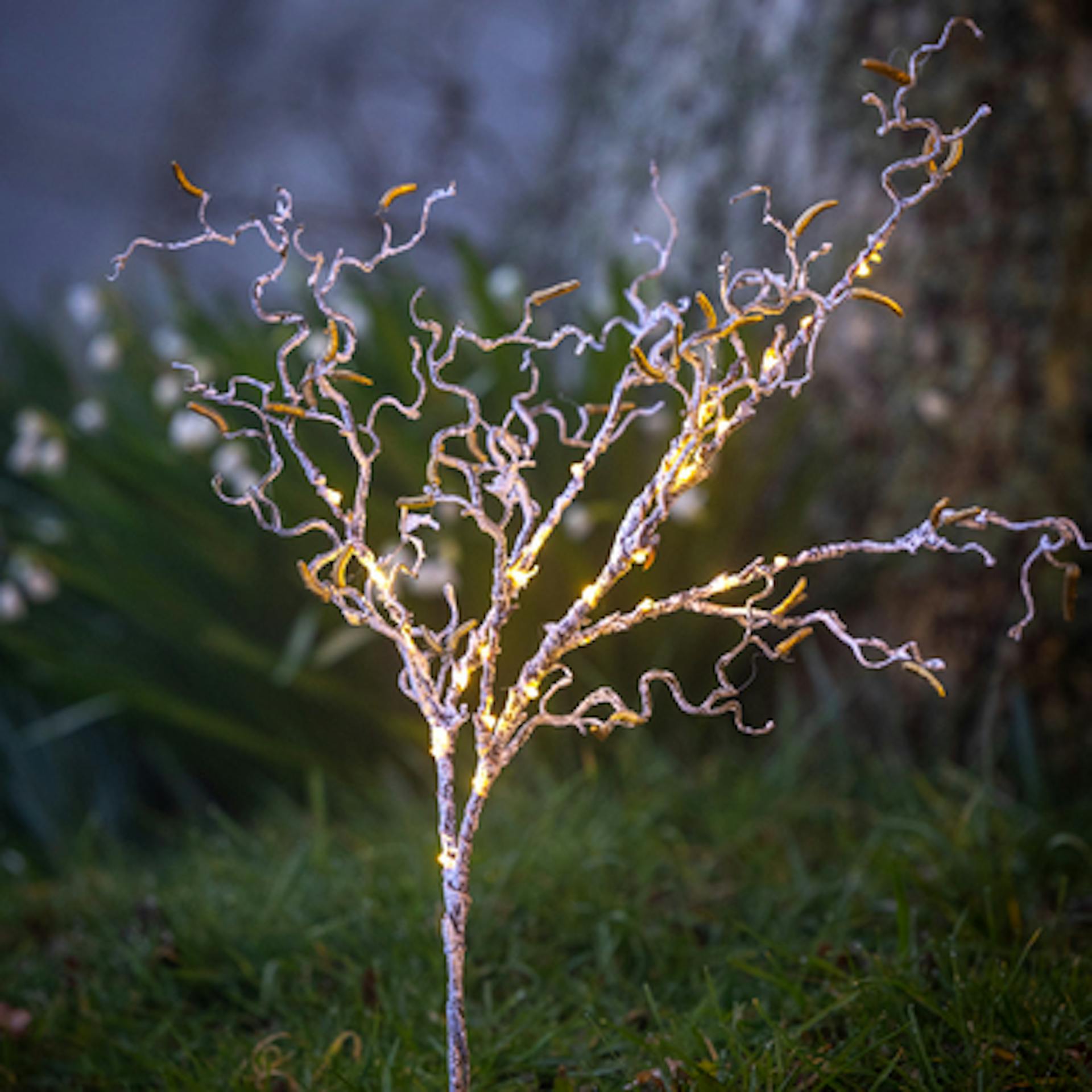 Lit Hazel Branch