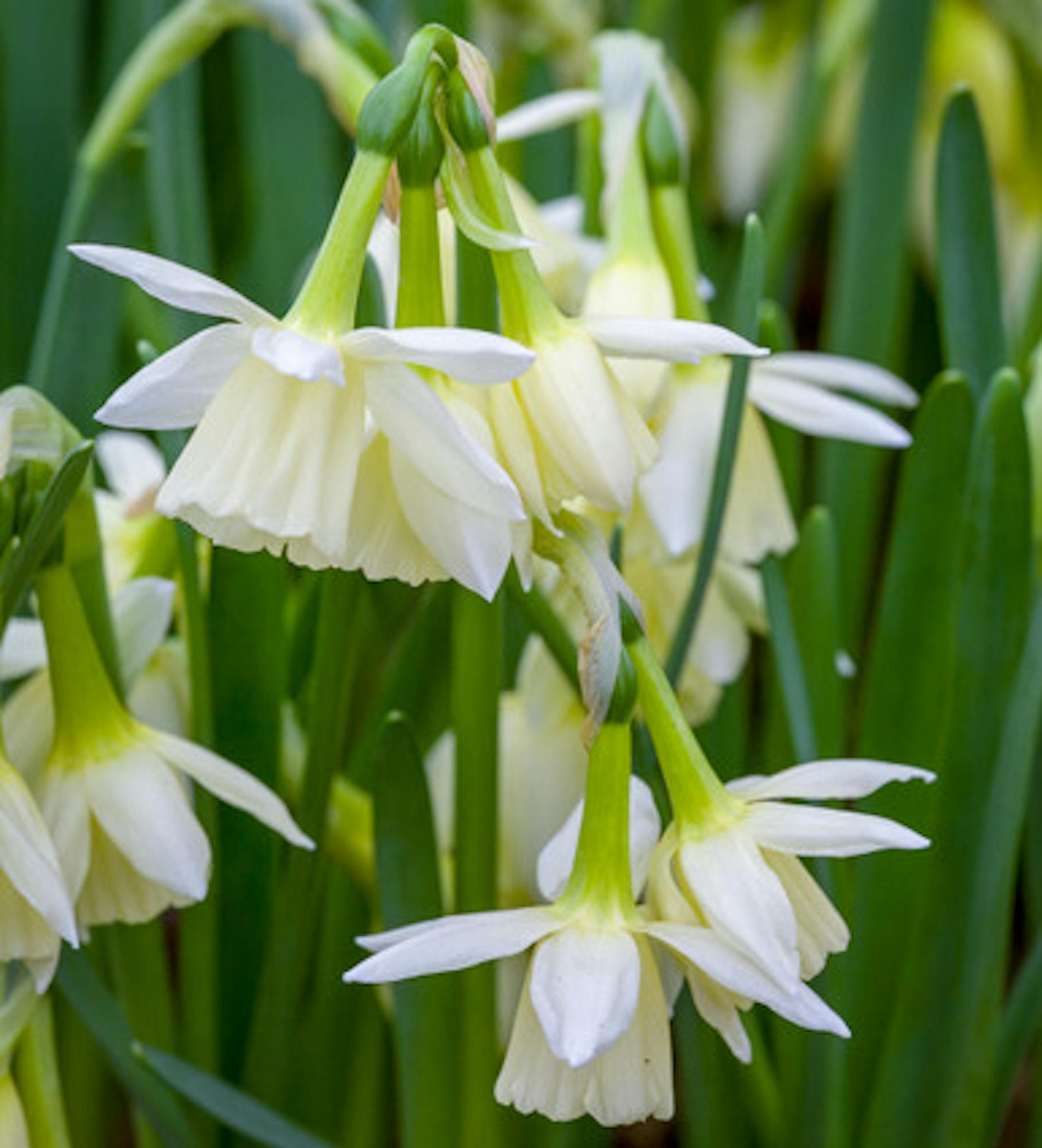 Narcissus 'Lemon Drops'