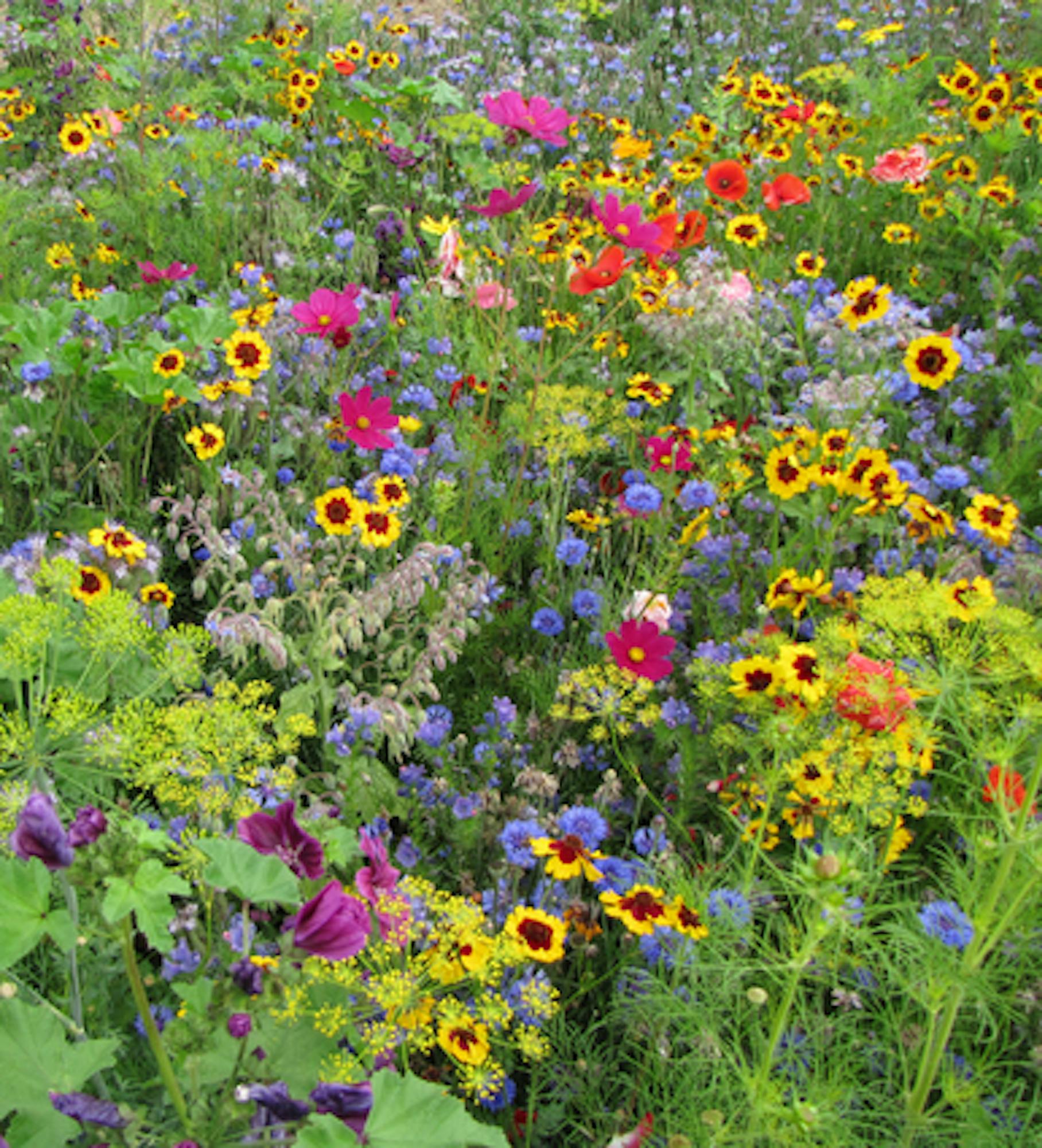 Pollinator Meadow