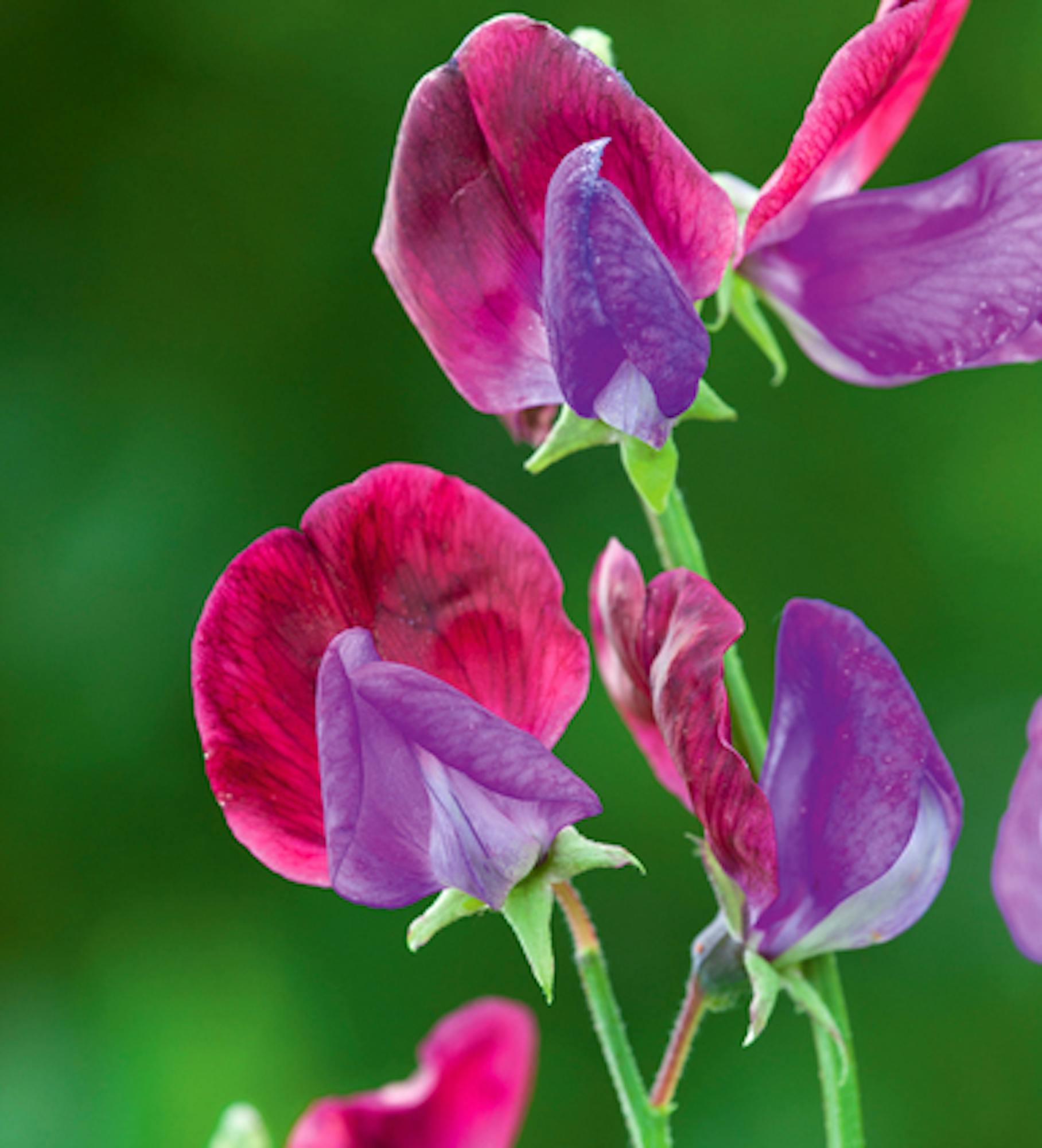 Sweet Pea 'Cupani'