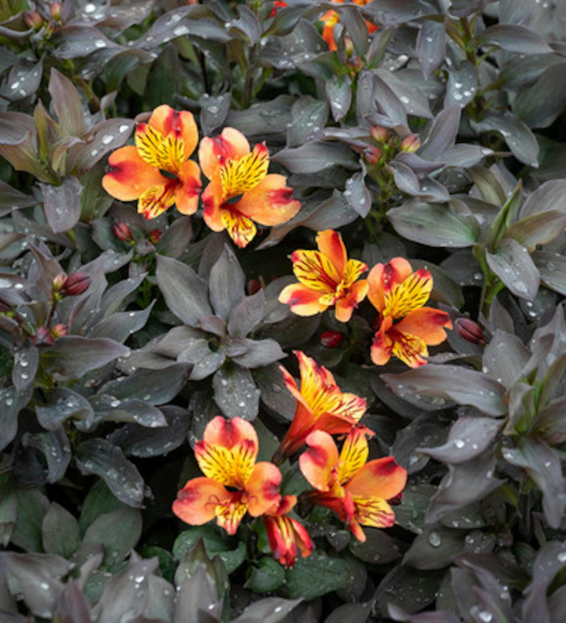 Alstroemeria 'Indian Summer'